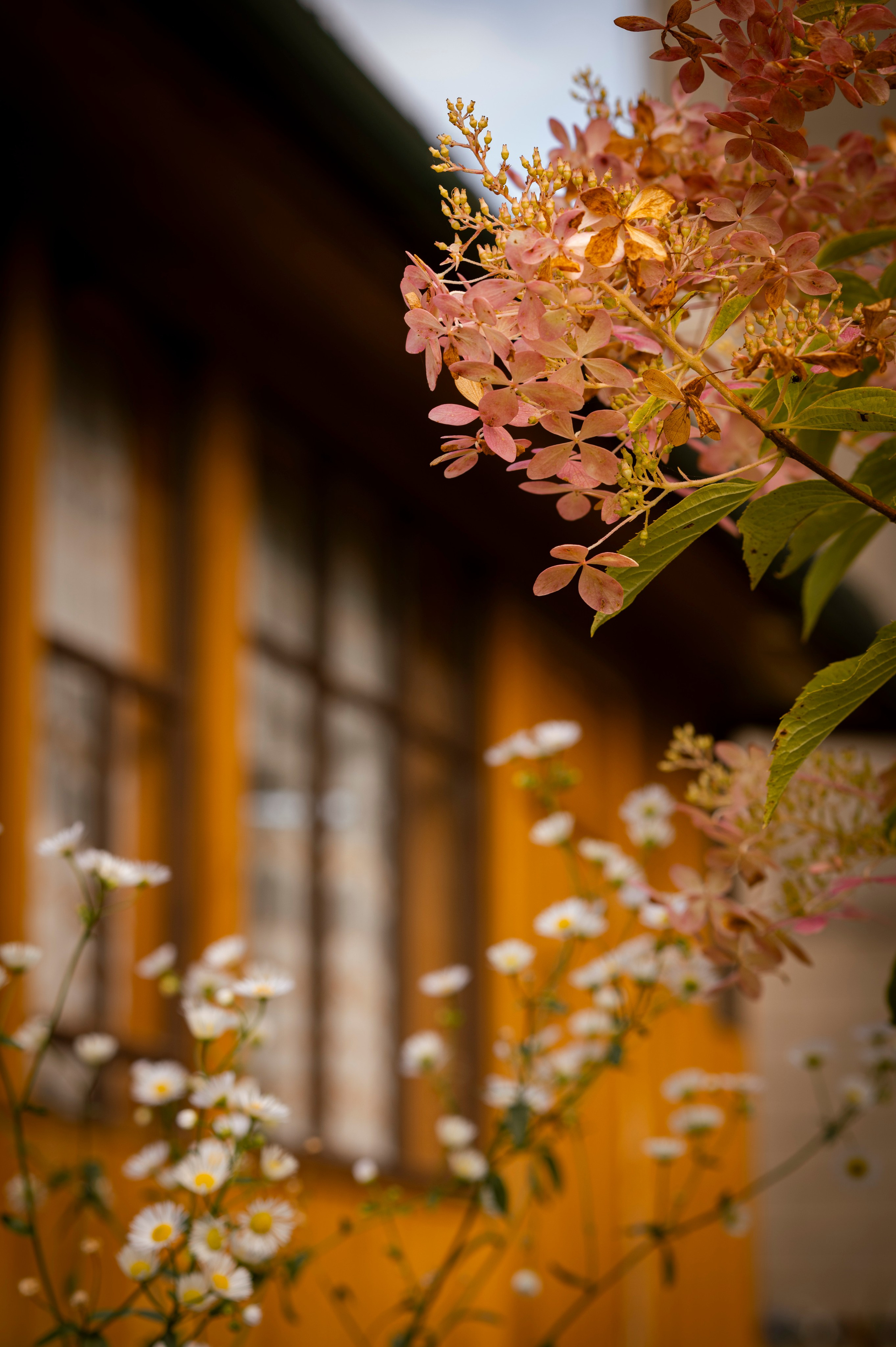Осень во всей красе. Анна Боровикова, фотограф Пушкино