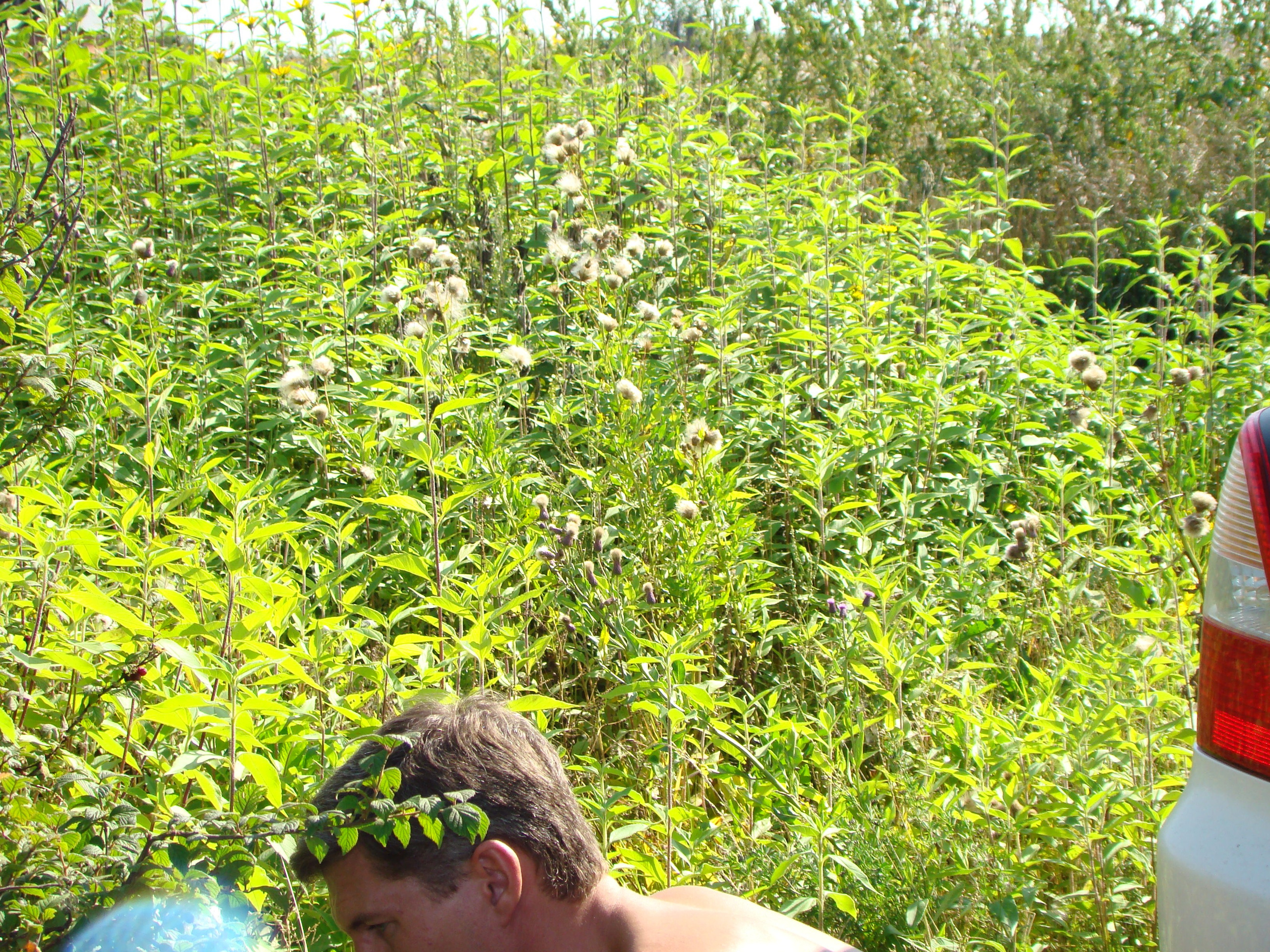 Дача 30.08.2008. Семейный, Свадебный фотограф СПБ Питер— Романова Екатерина