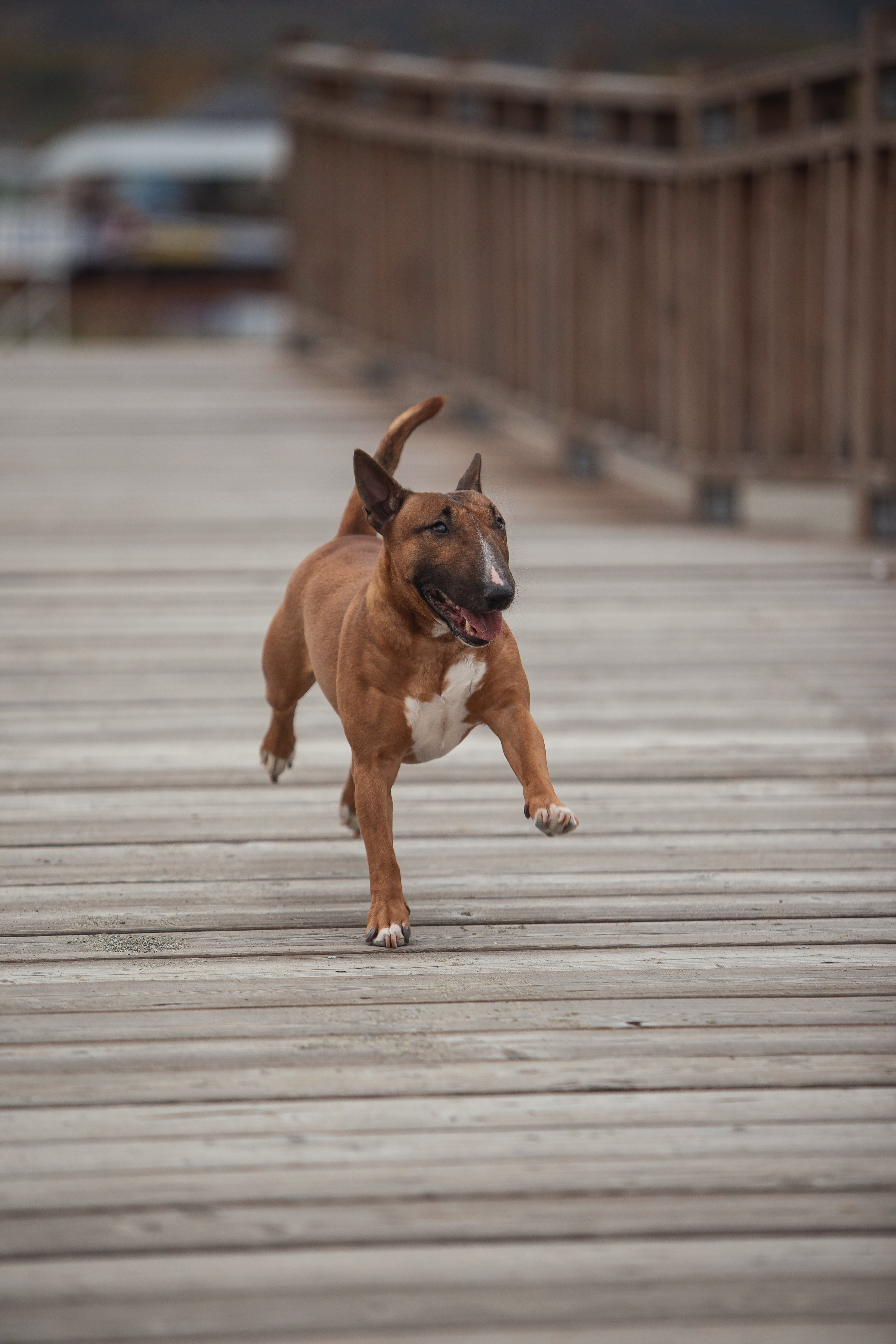 Экстерьерная Съёмка. Семейный фотограф анималист г. Находка