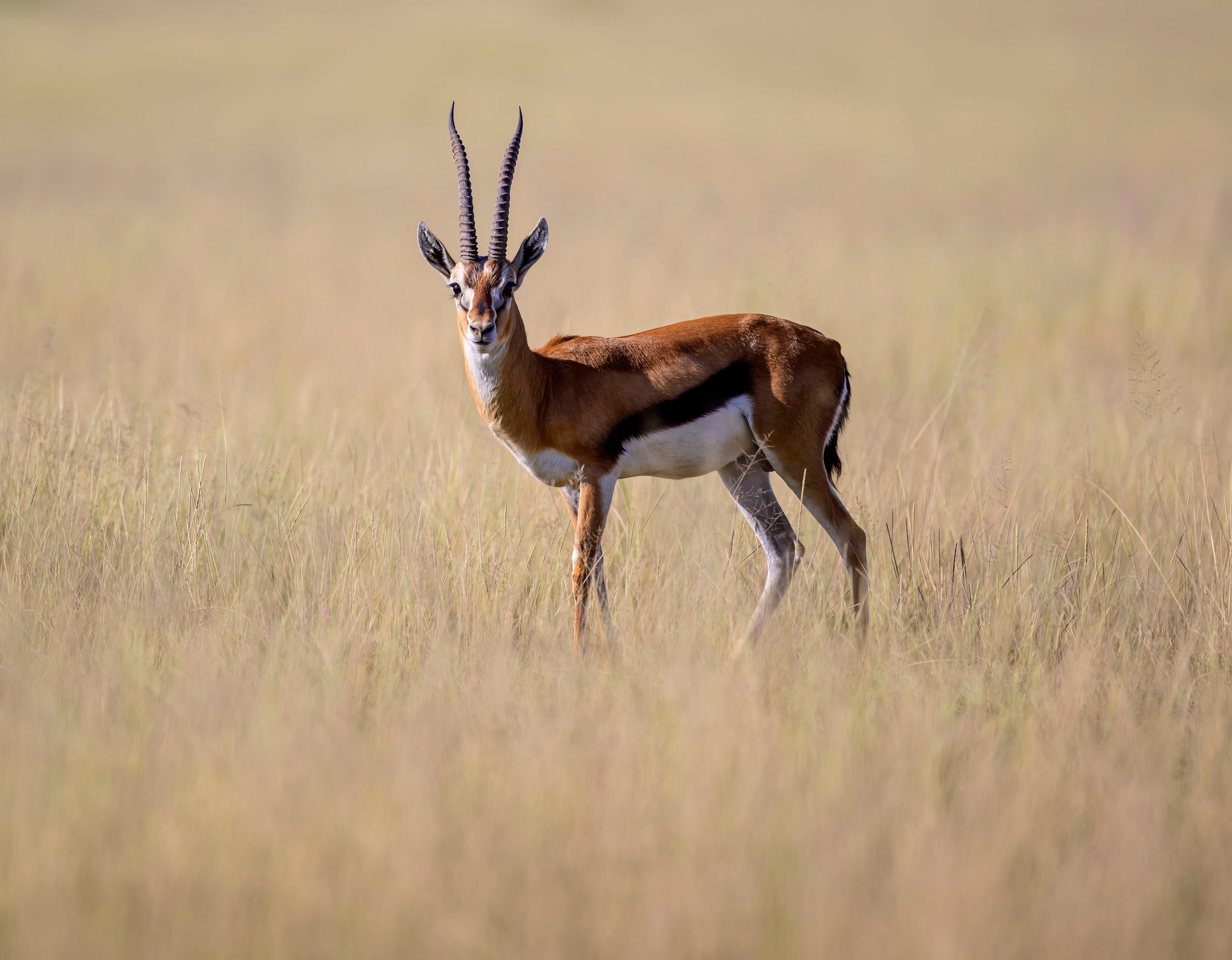 Кения. Wildlife photography by Sergey Puponin