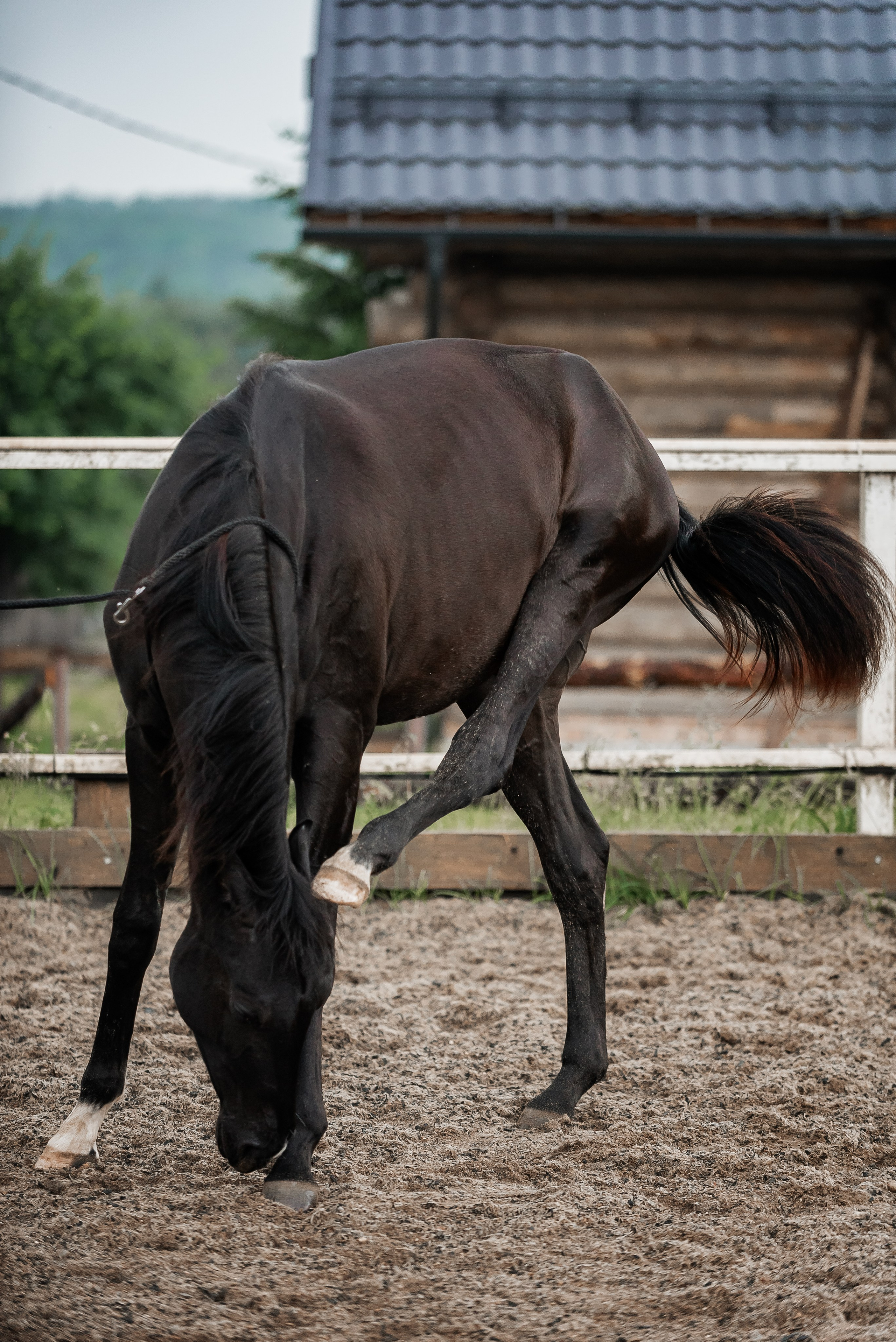 Рони и Зося. Куракина Дарья • Конный фотограф