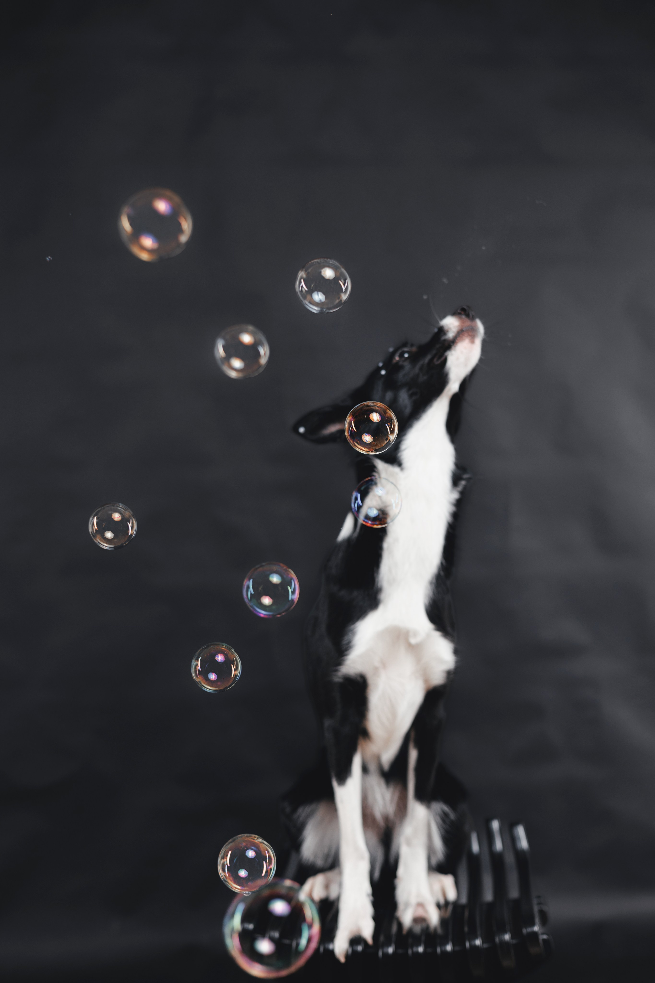 Рей в студии. Фотограф — анималист Владивосток, Алина