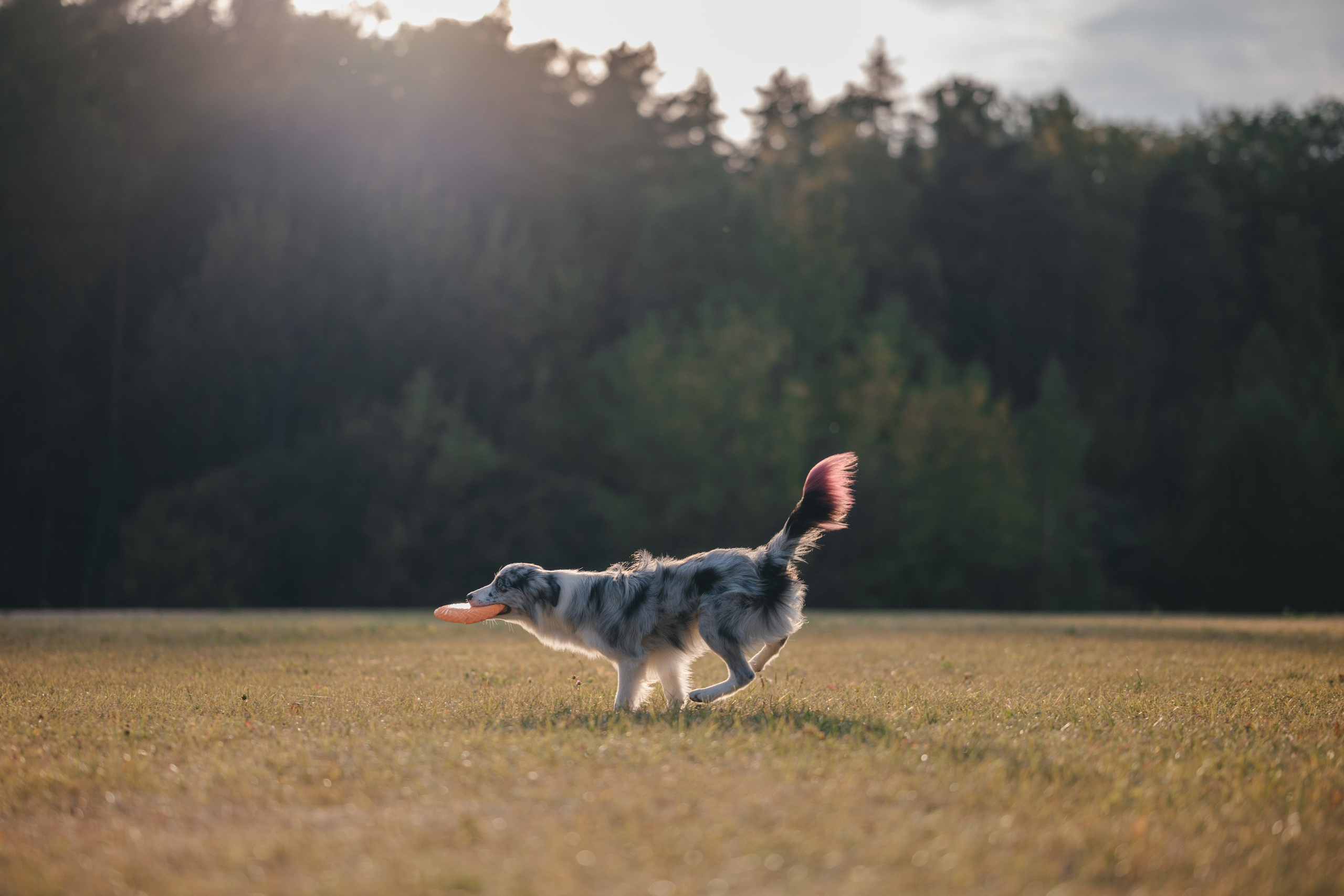 Бордерколли и фрисби. Фотограф Анималист в Москве Анастасия Жучкова