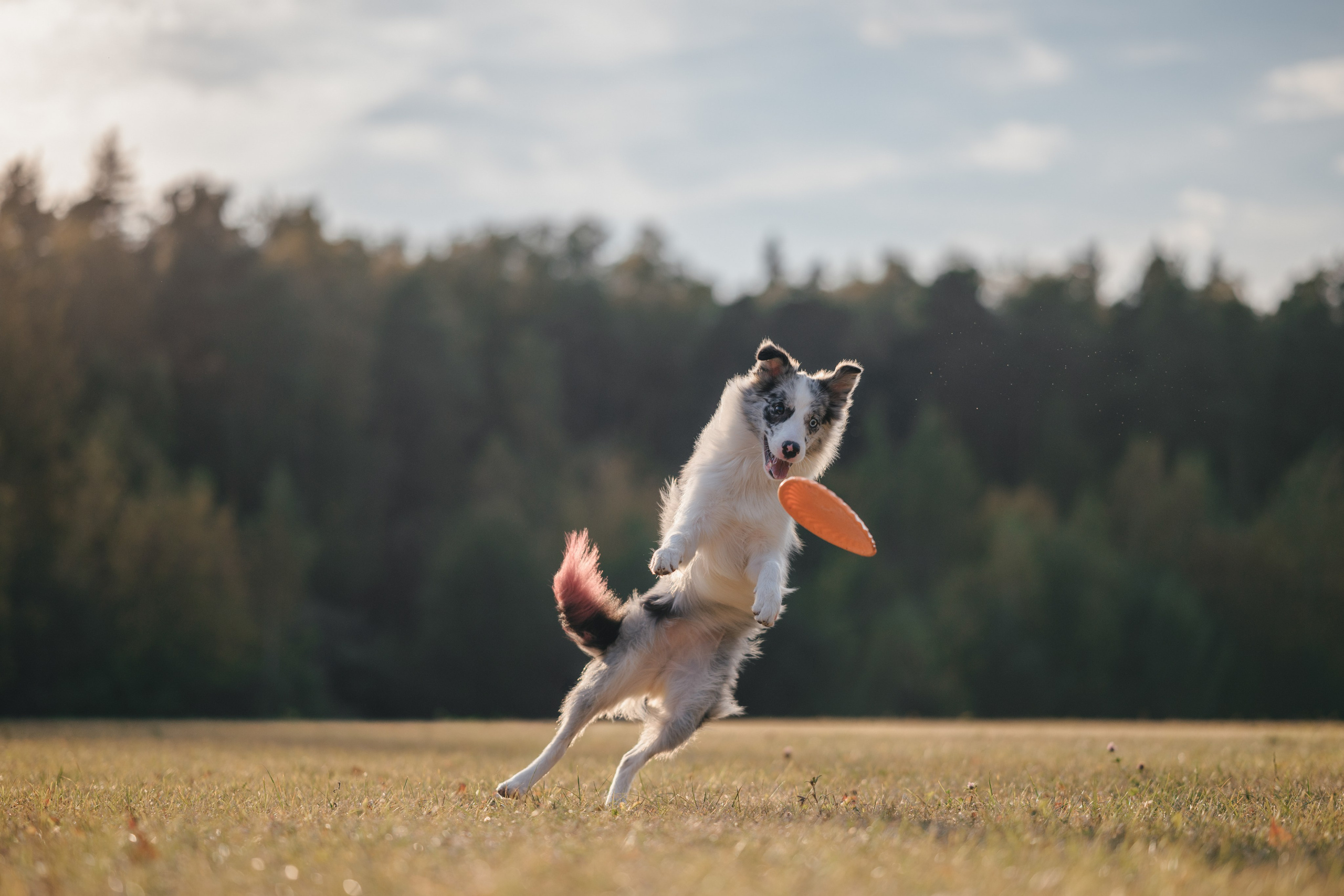 Бордерколли и фрисби. Фотограф Анималист в Москве Анастасия Жучкова