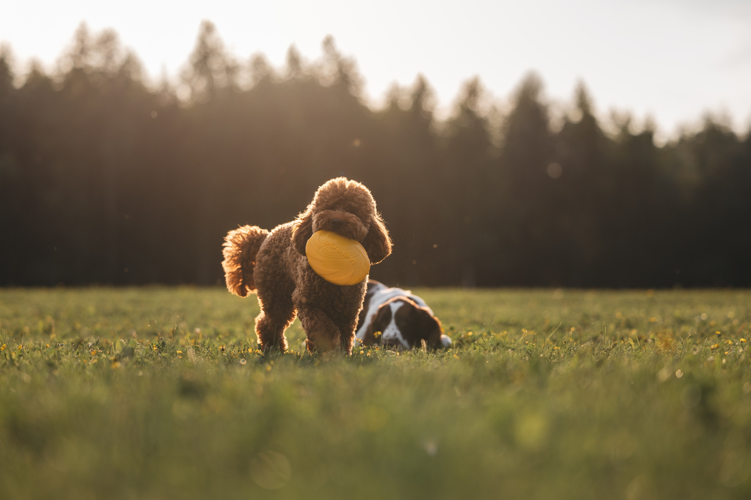 На закате. Фотограф Анималист в Москве Анастасия Жучкова