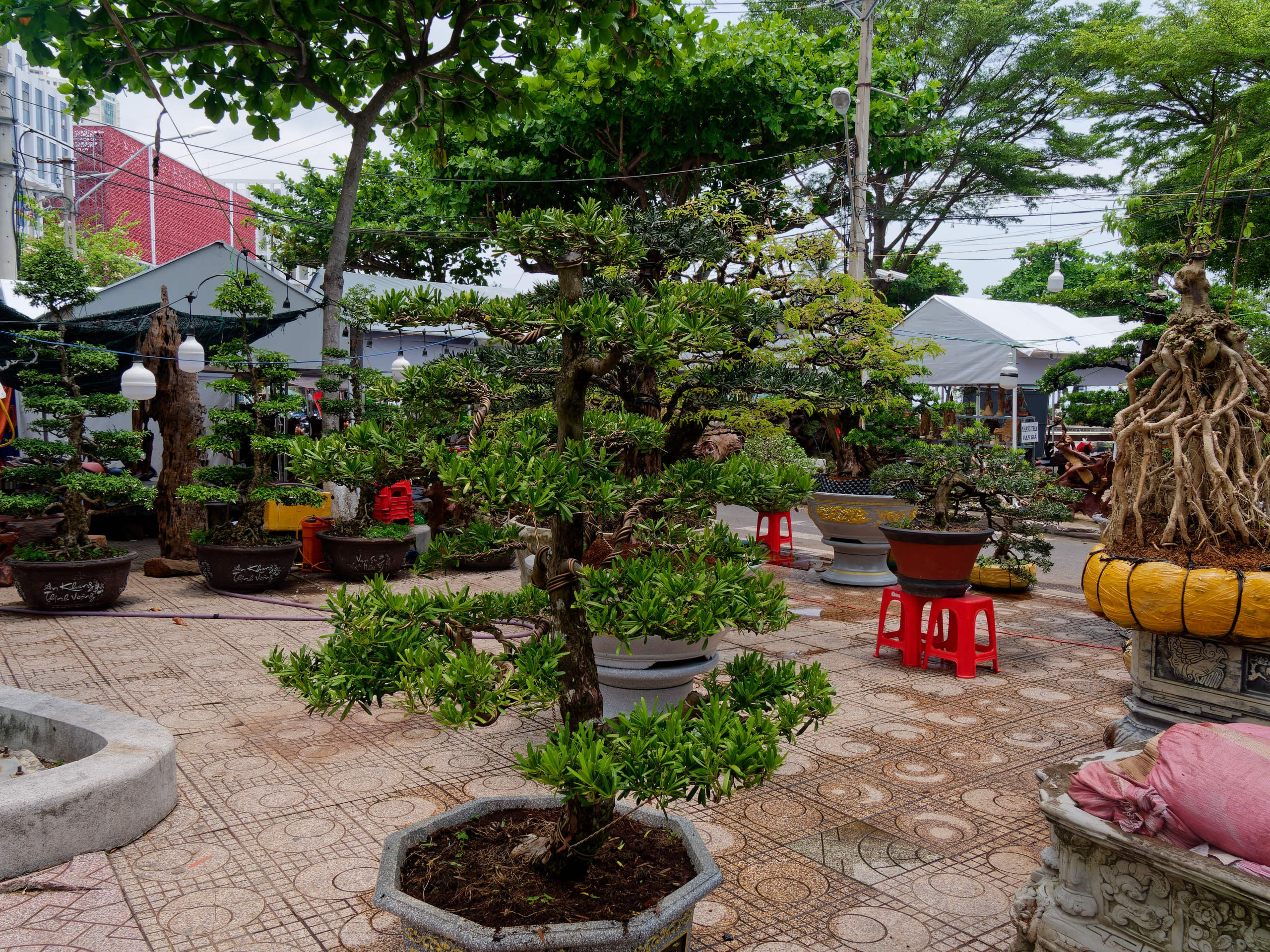 Нячанг 2025 (7). Избранные фотографии