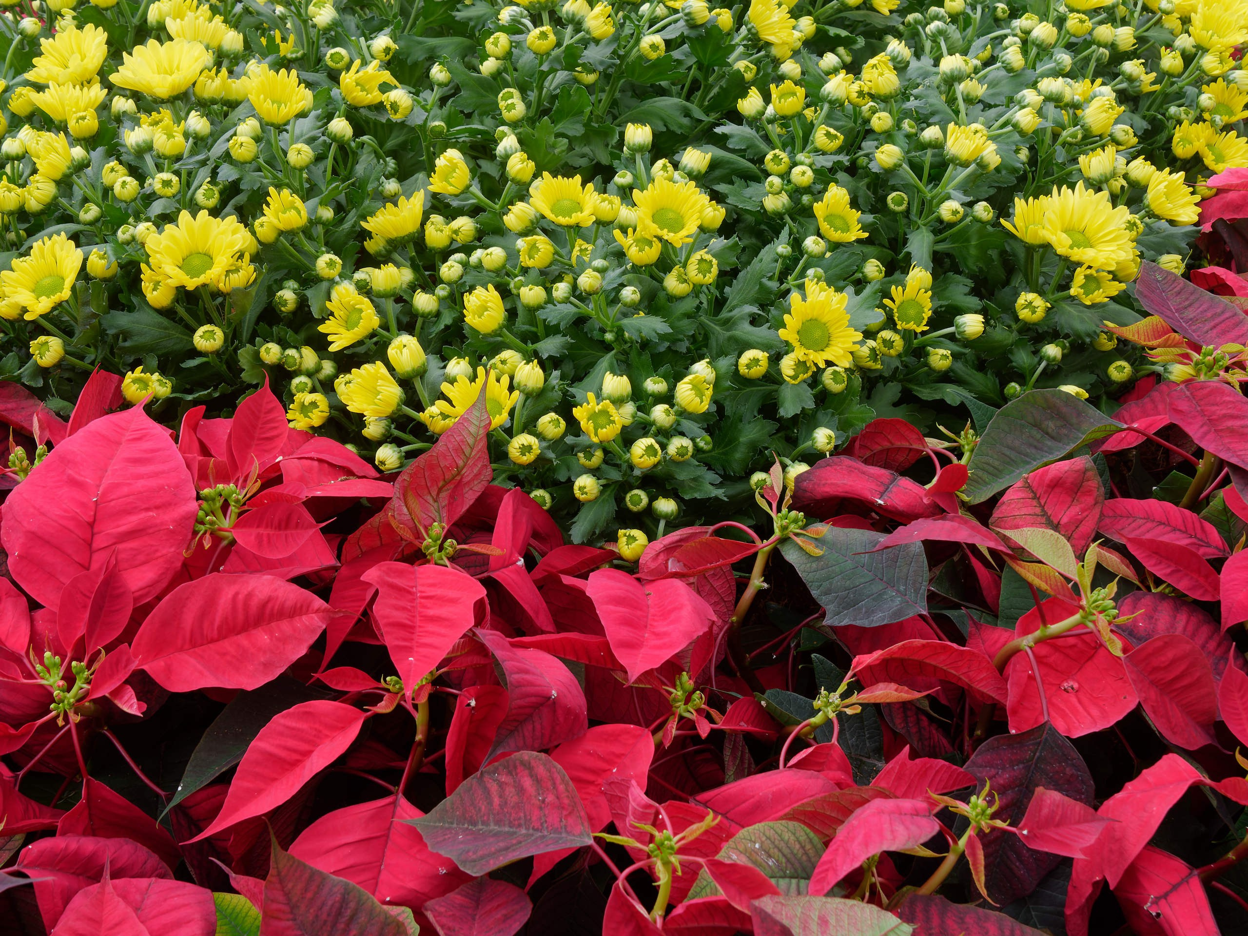 Нячанг 2025 (4). Избранные фотографии