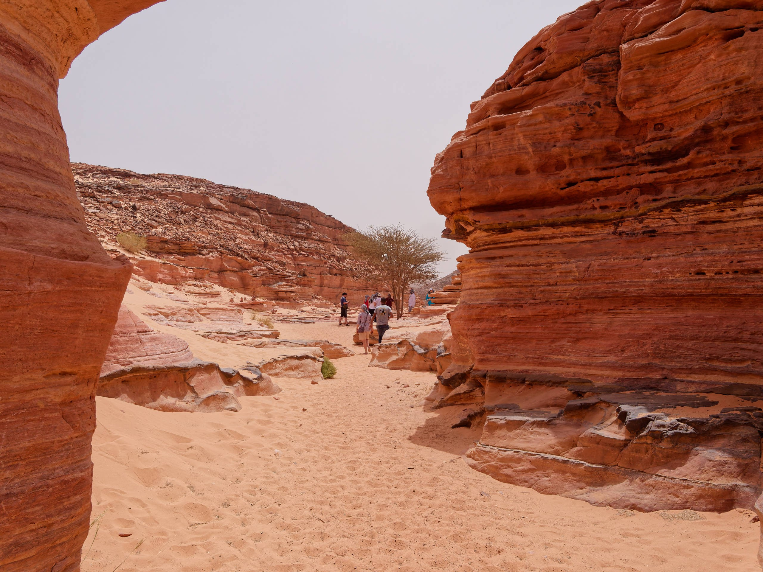 Шарм-эль-Шейх 2022, сафари. Избранные фотографии