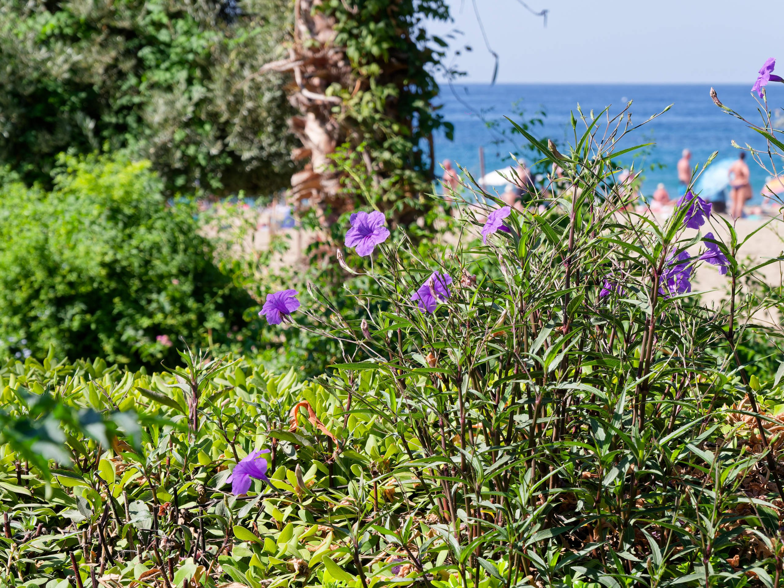 Алания 2025, природа. Избранные фотографии