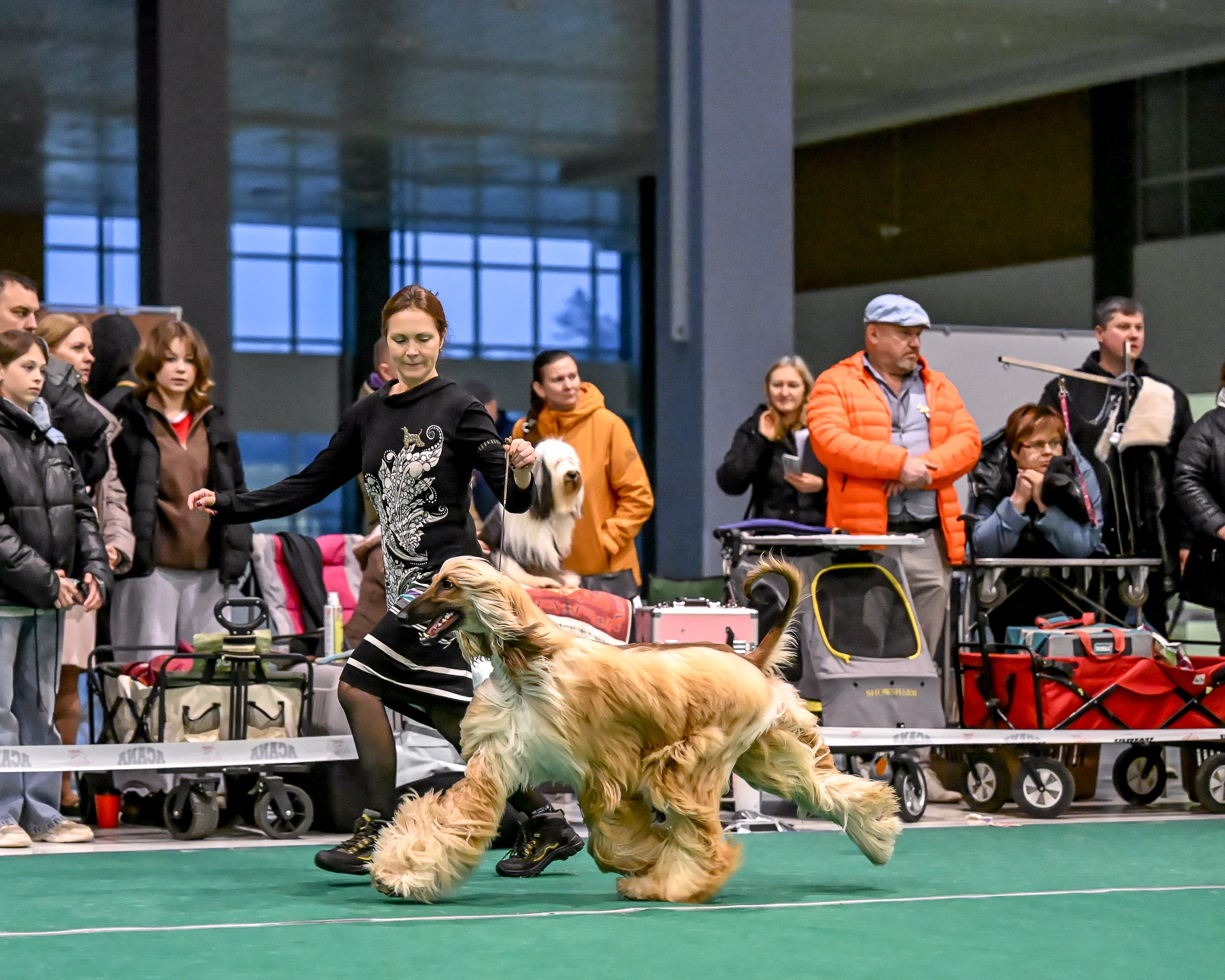 19.10 МКС и Элита. Галерея фотографий афганской борзой