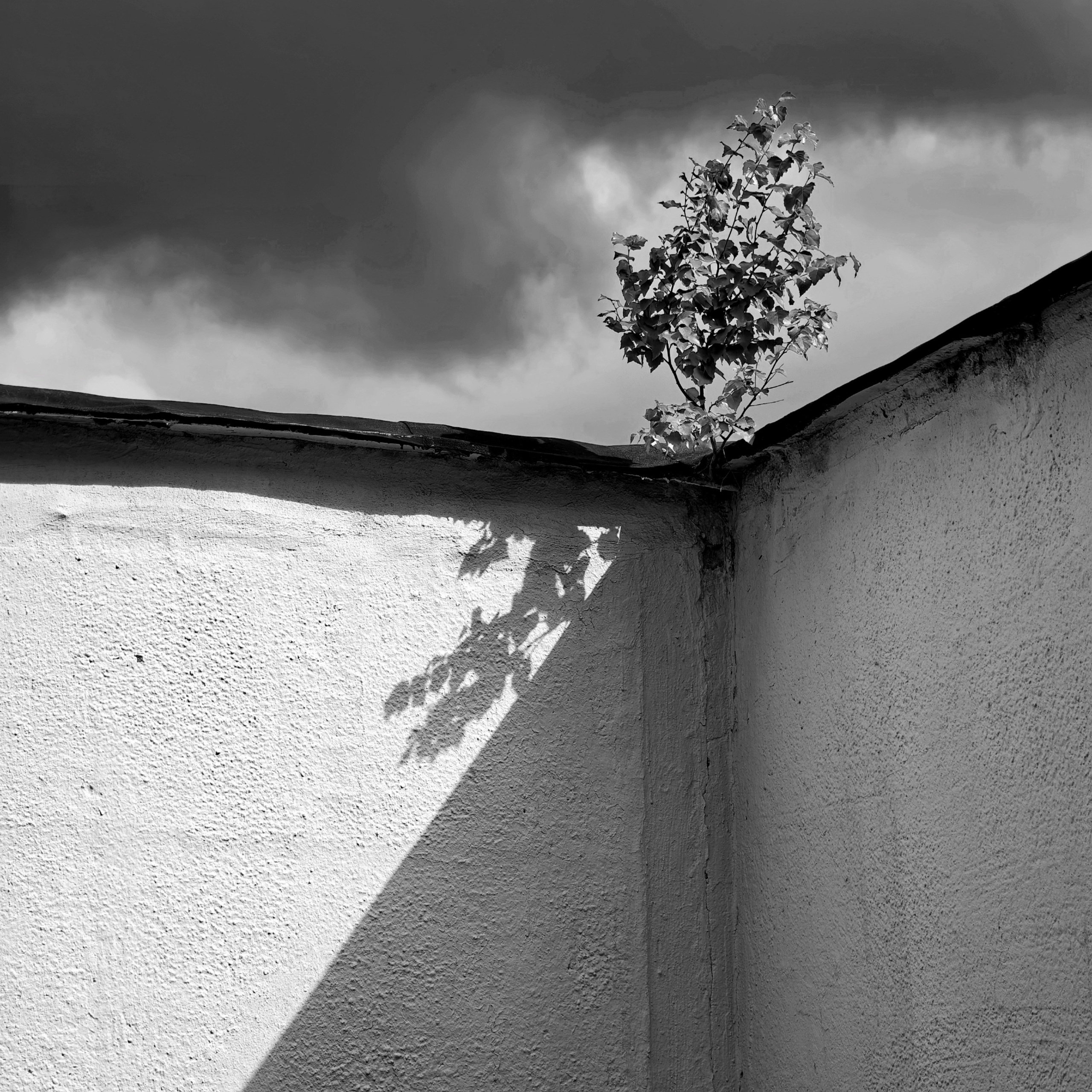 Мой двор, моя будка, Природа, Алексей Дружинин, Люберцы, SPC HM