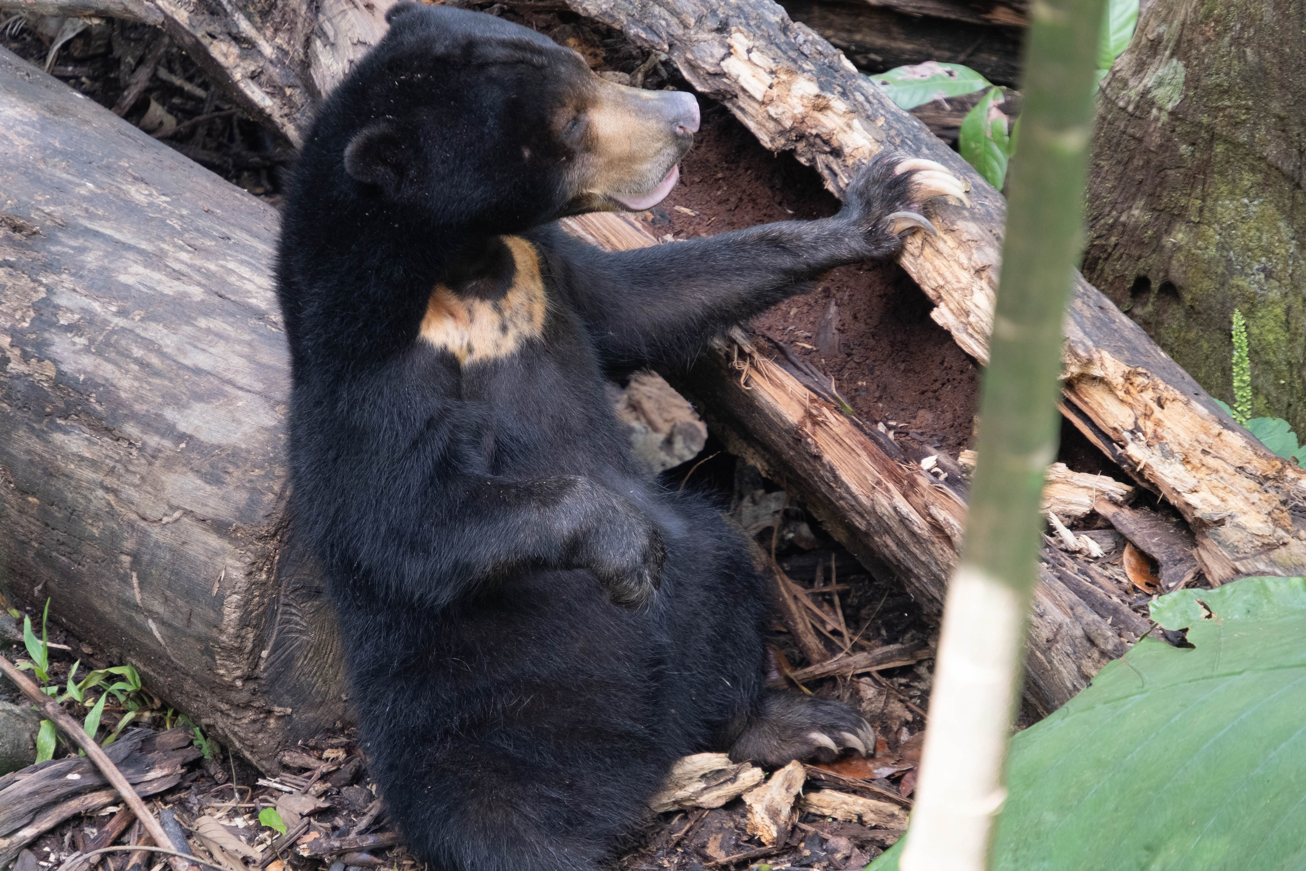 О. Борнео, г. Сандакан. В мире животных. Фотографии из путешествий