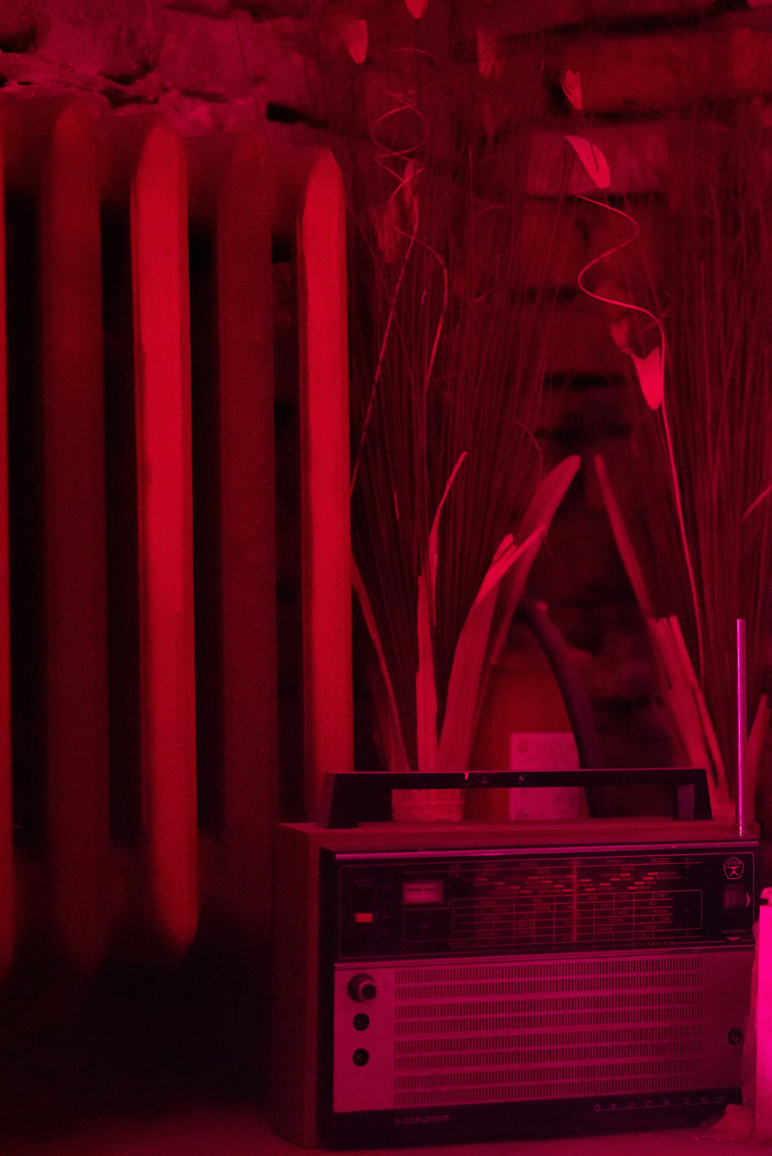 Квартирник. Свадебный и семейный фотограф в Рязани — Москве Екатерина Ермакова