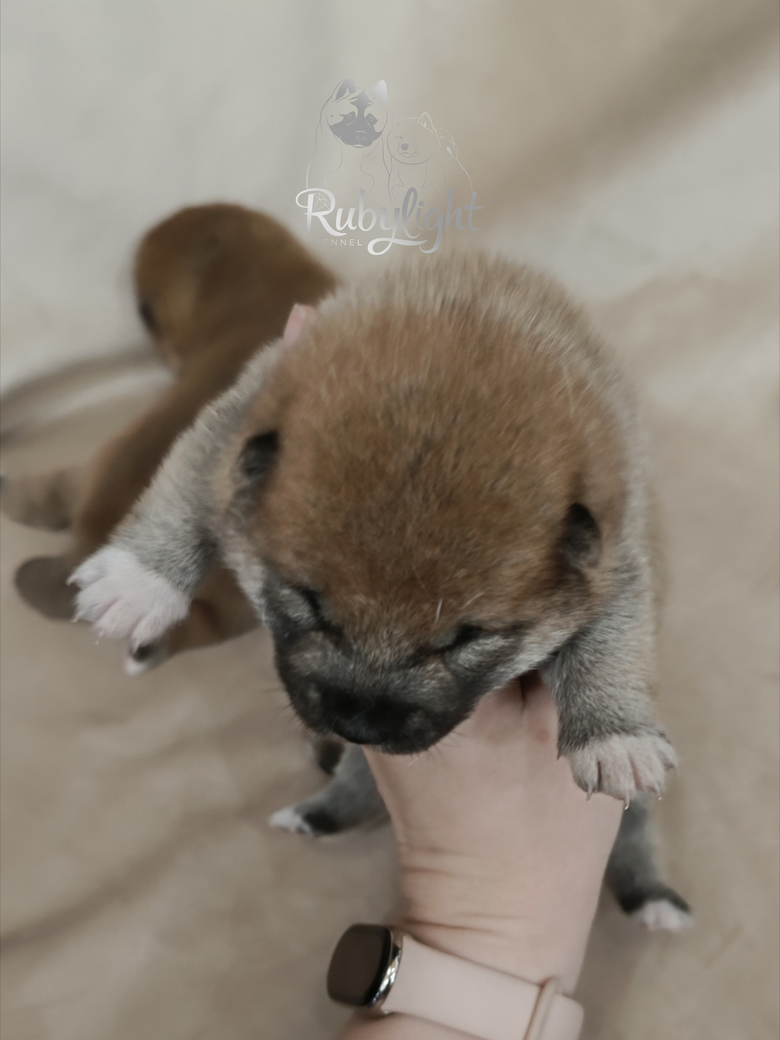 сиба питомник Рубилайт щенки на продажу rubylight  сиба щенки купить СПб Санкт-Петербург 