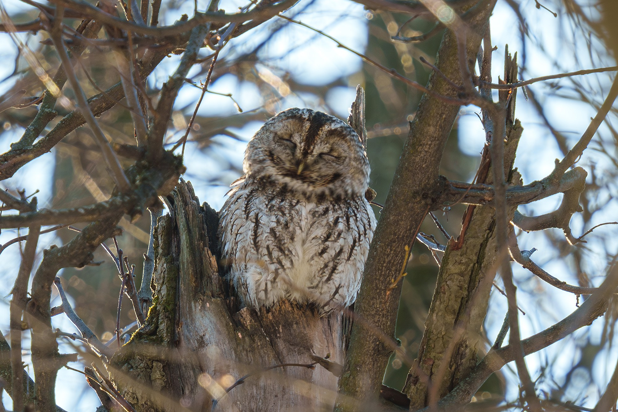 Удивительные мир птиц. Вокруг нас столько прекрасного — присмотритесь!. Ваш личный фотограф Марина Волкова