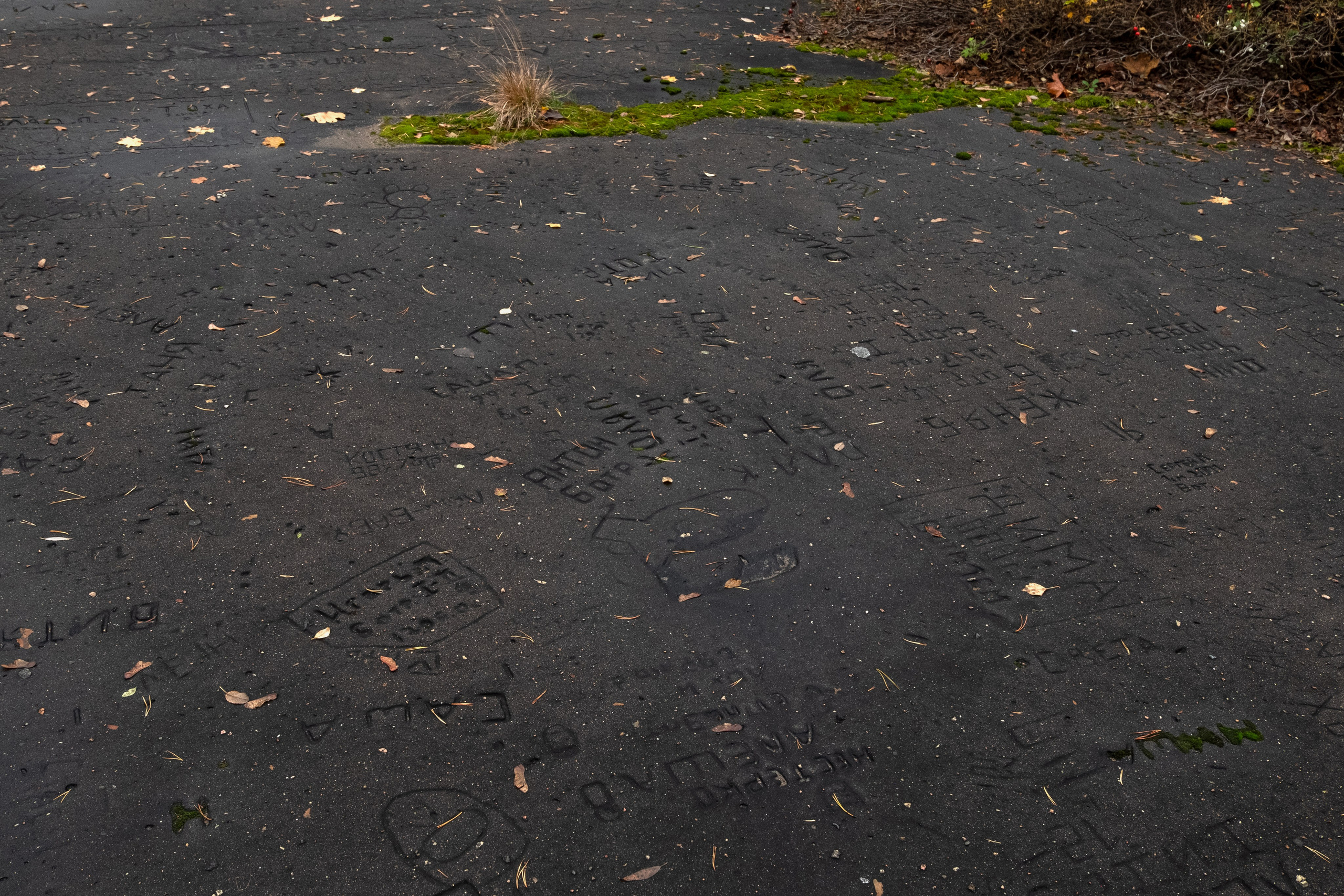 Пионерлагеря. Курочкина Софья