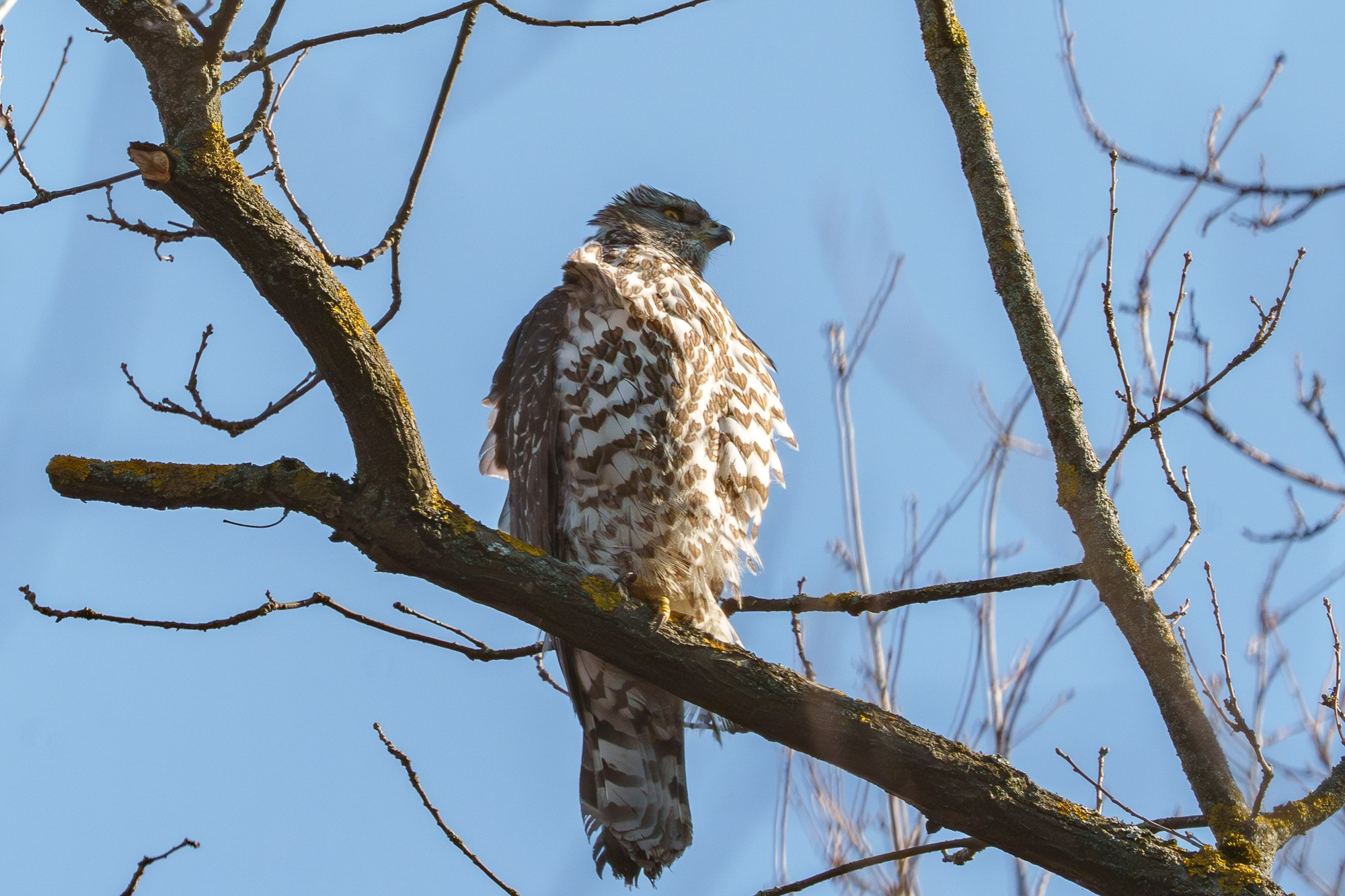 Удивительные мир птиц. Вокруг нас столько прекрасного — присмотритесь!. Ваш личный фотограф Марина Волкова