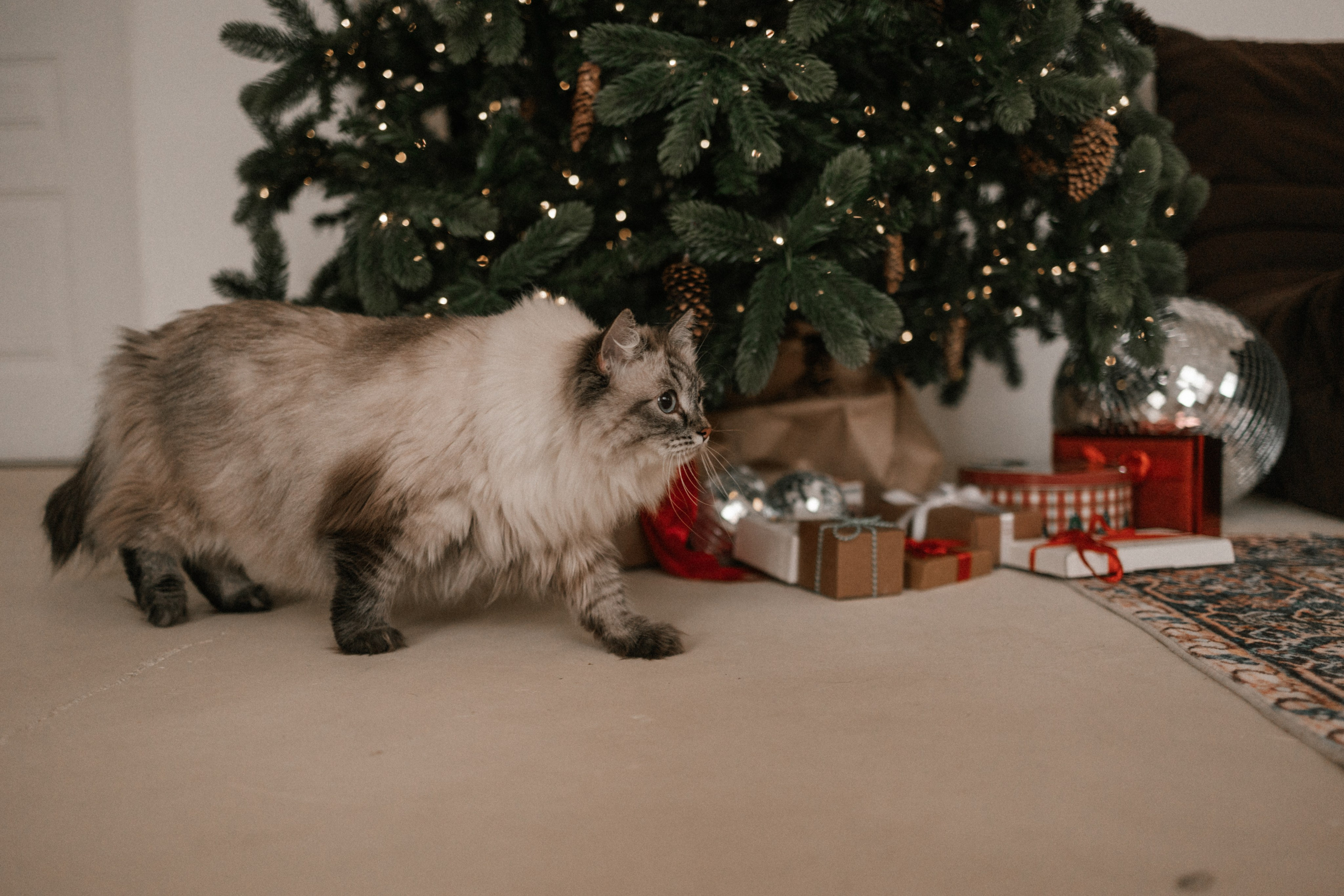 Камилла и ее девочки. Фотограф — Анималист | Санкт-Петербург