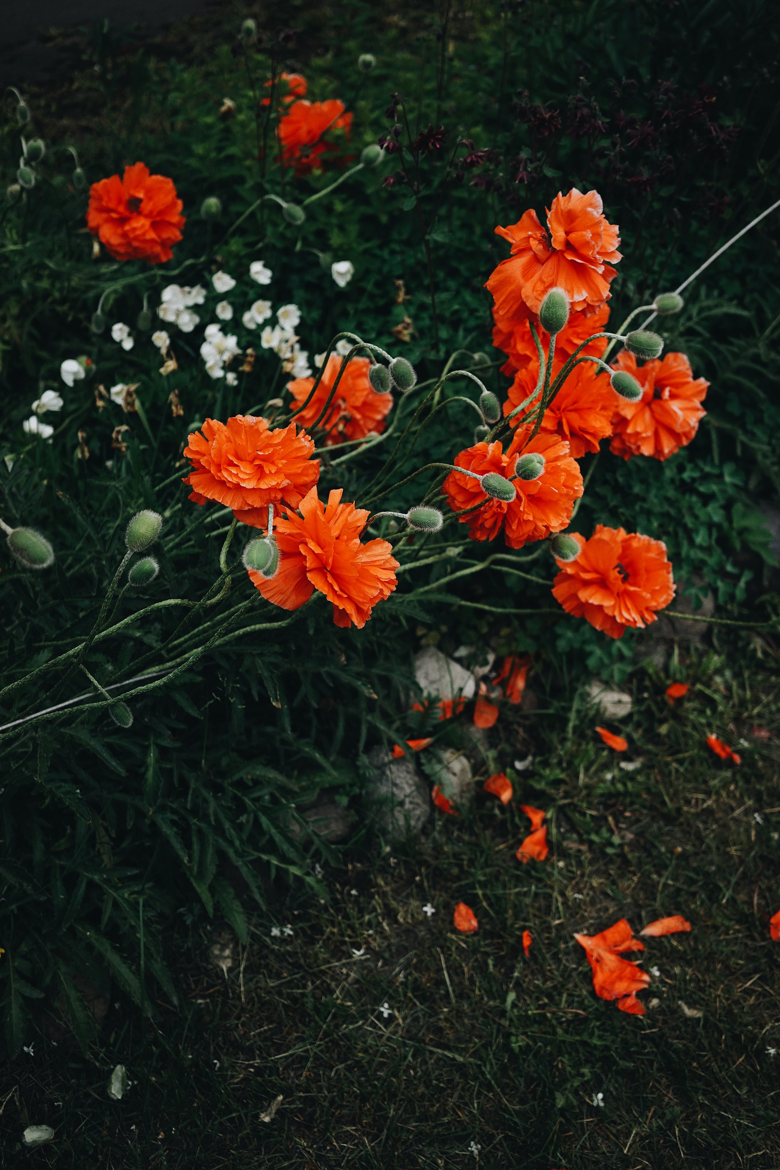 Nature. Ксения Копна. Фотограф из Санкт-Петербурга