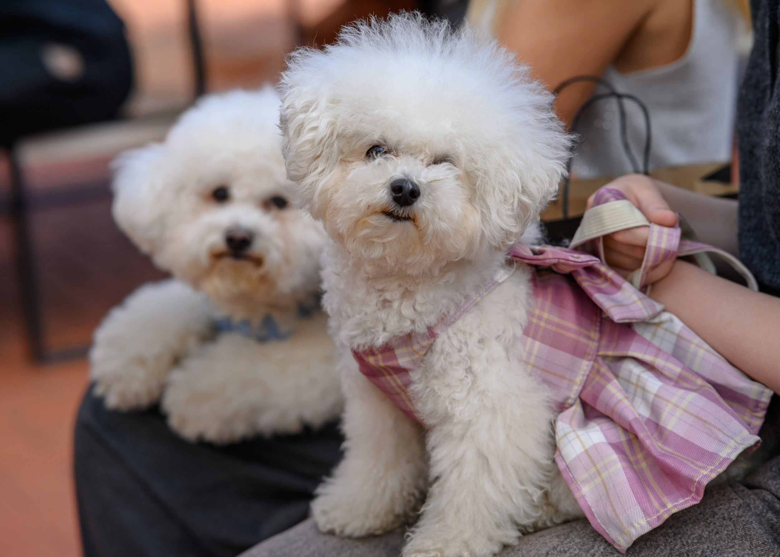 СобачийФест_РынокНаГоре_10082024. Фотограф Александр Данилов