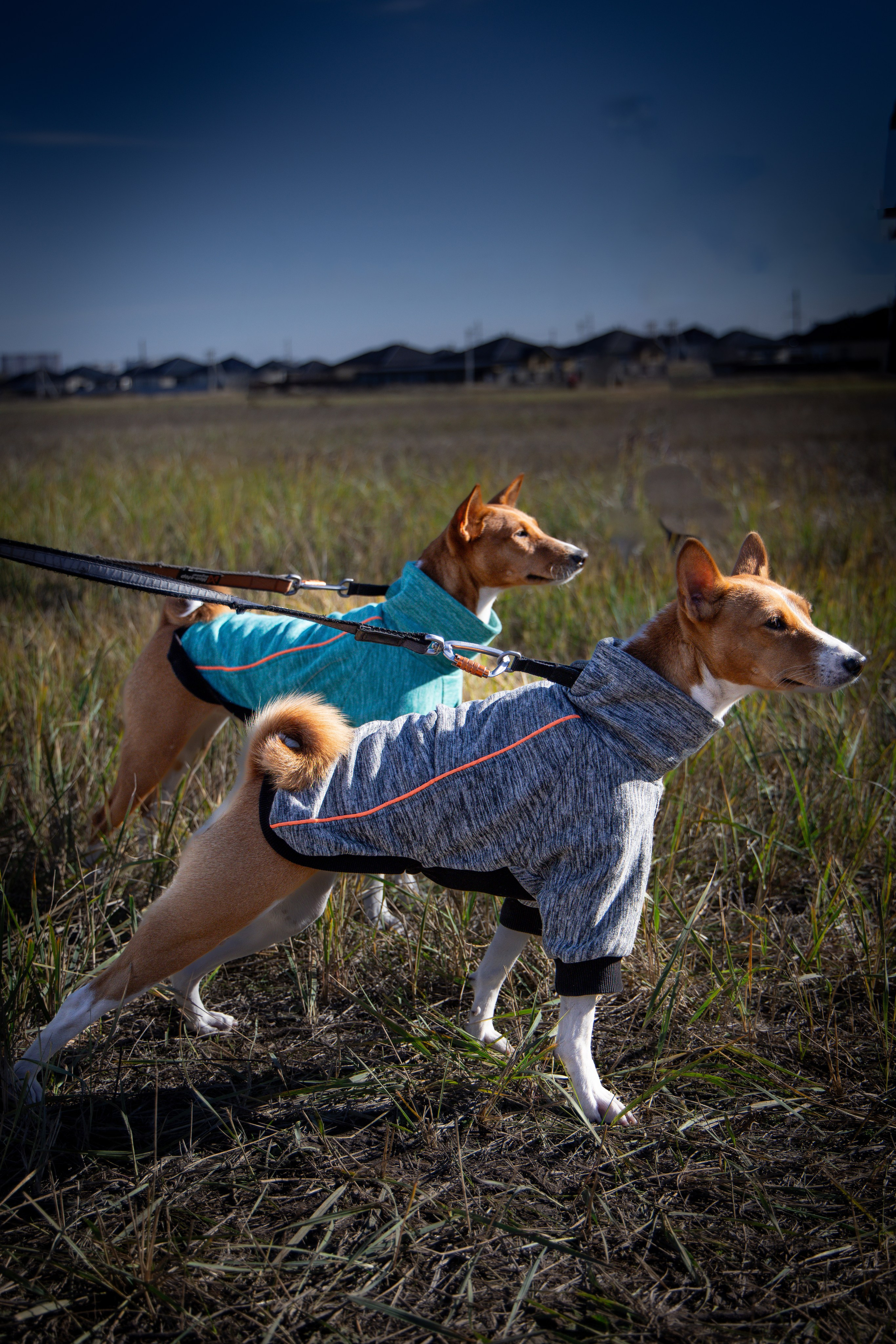 Собаки. Антонина Савельева Фотограф Ставрополь