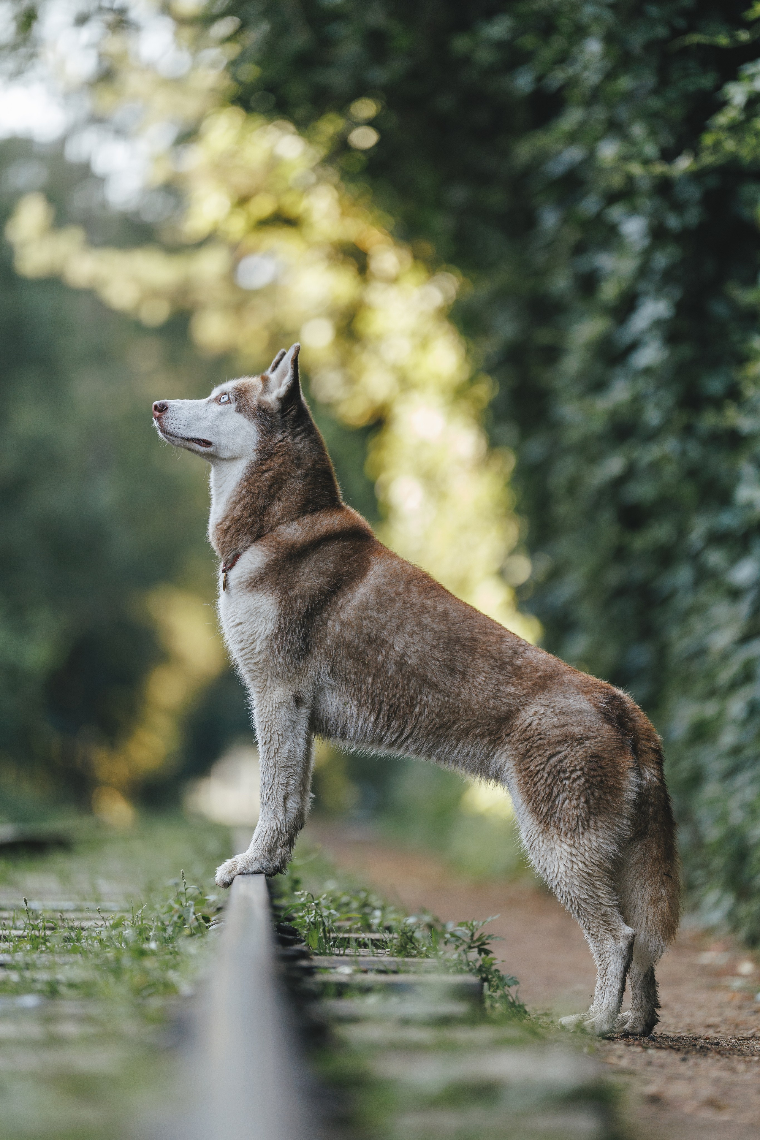 На природе. Фотограф- анималист Санкт-Петербург
