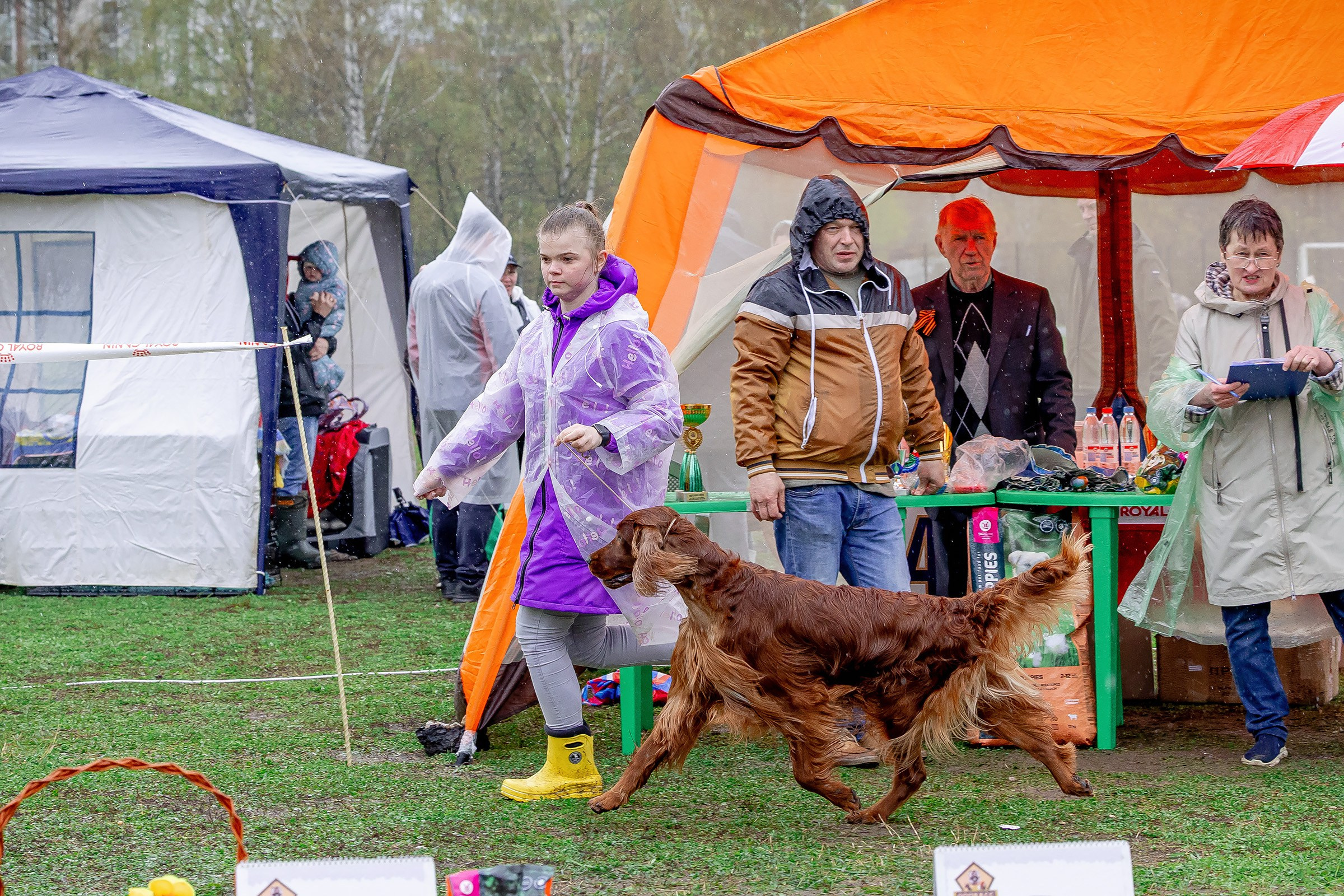 11 мая 2025, Выставка РКФ, г. Пермь. Htykk_photo