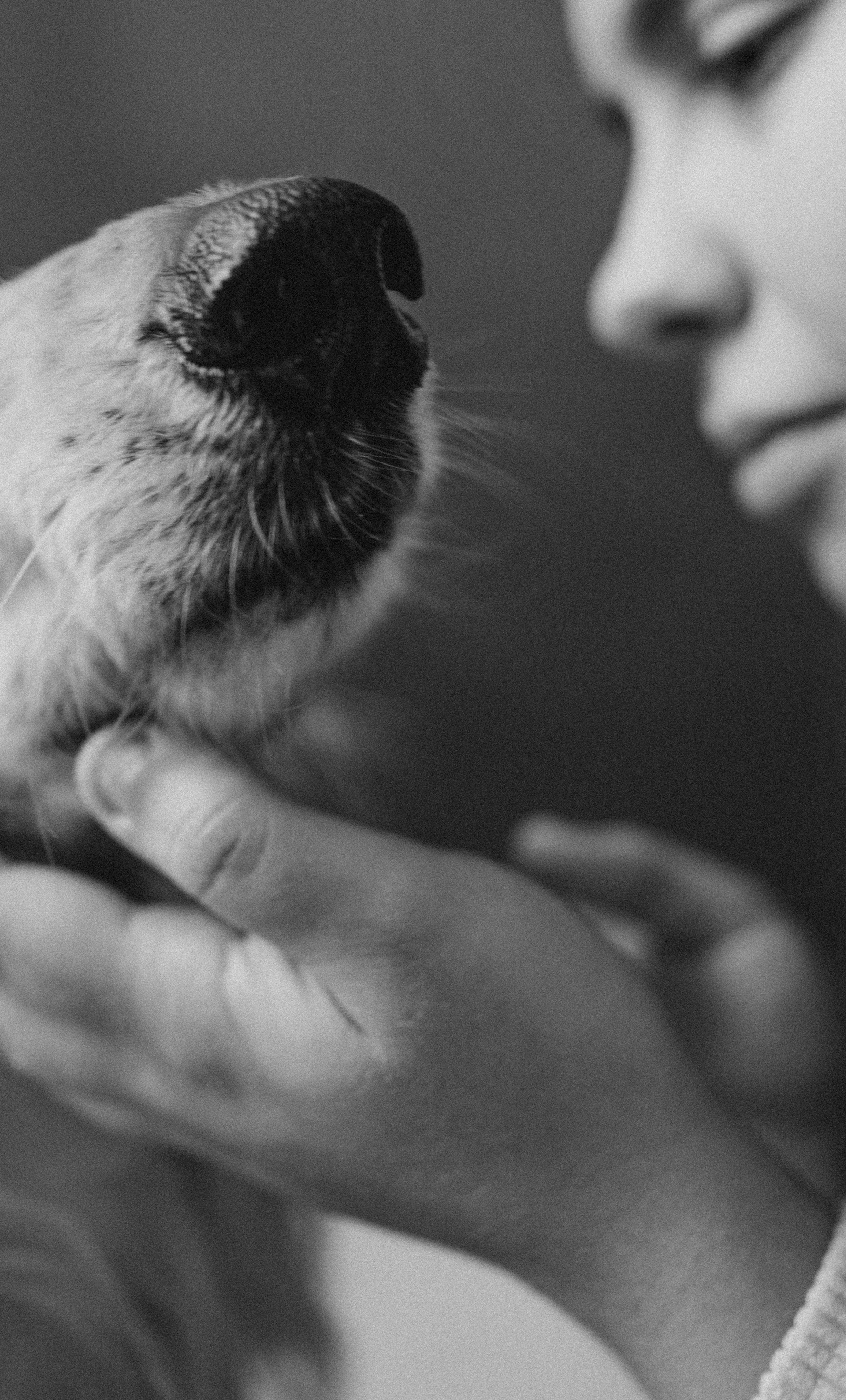 Катя и Милка. Семейный фотограф и анималист в Москве Анна Иванова
