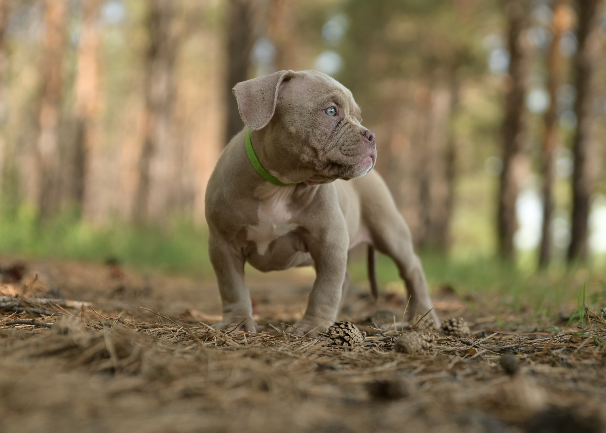 Свободные щенки Американский Булли в Иркутске. Питомник собак Иркутск
