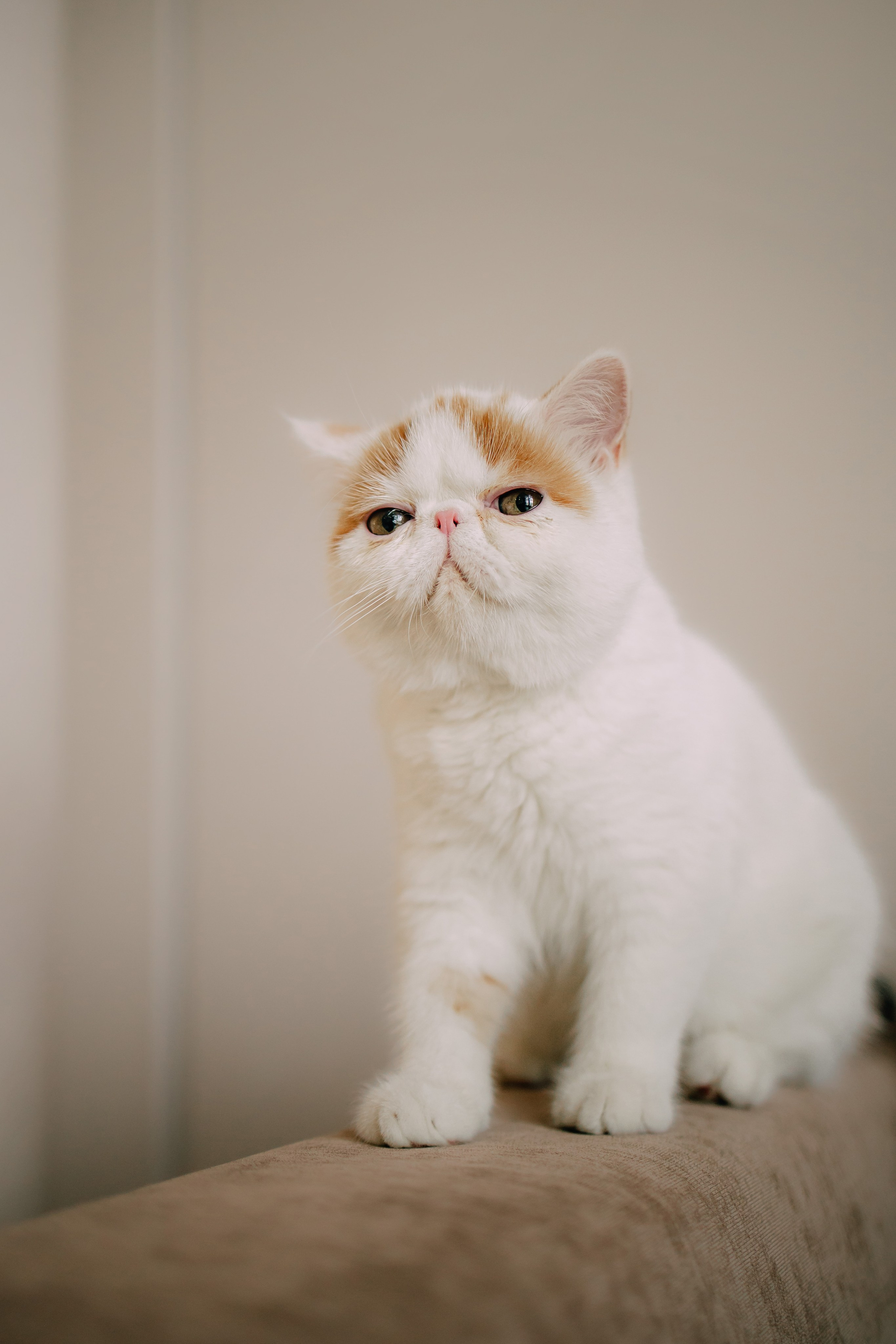 Султан, Мэй Мэй и Шанталь и их семья