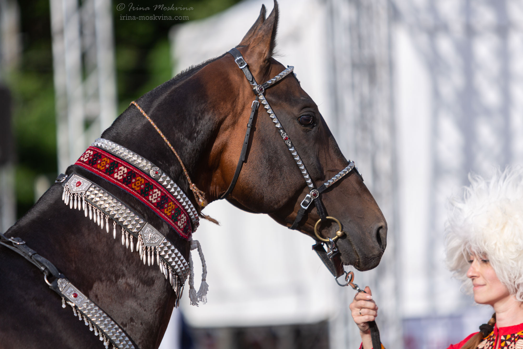 Ахалтекинская чистокровная порода