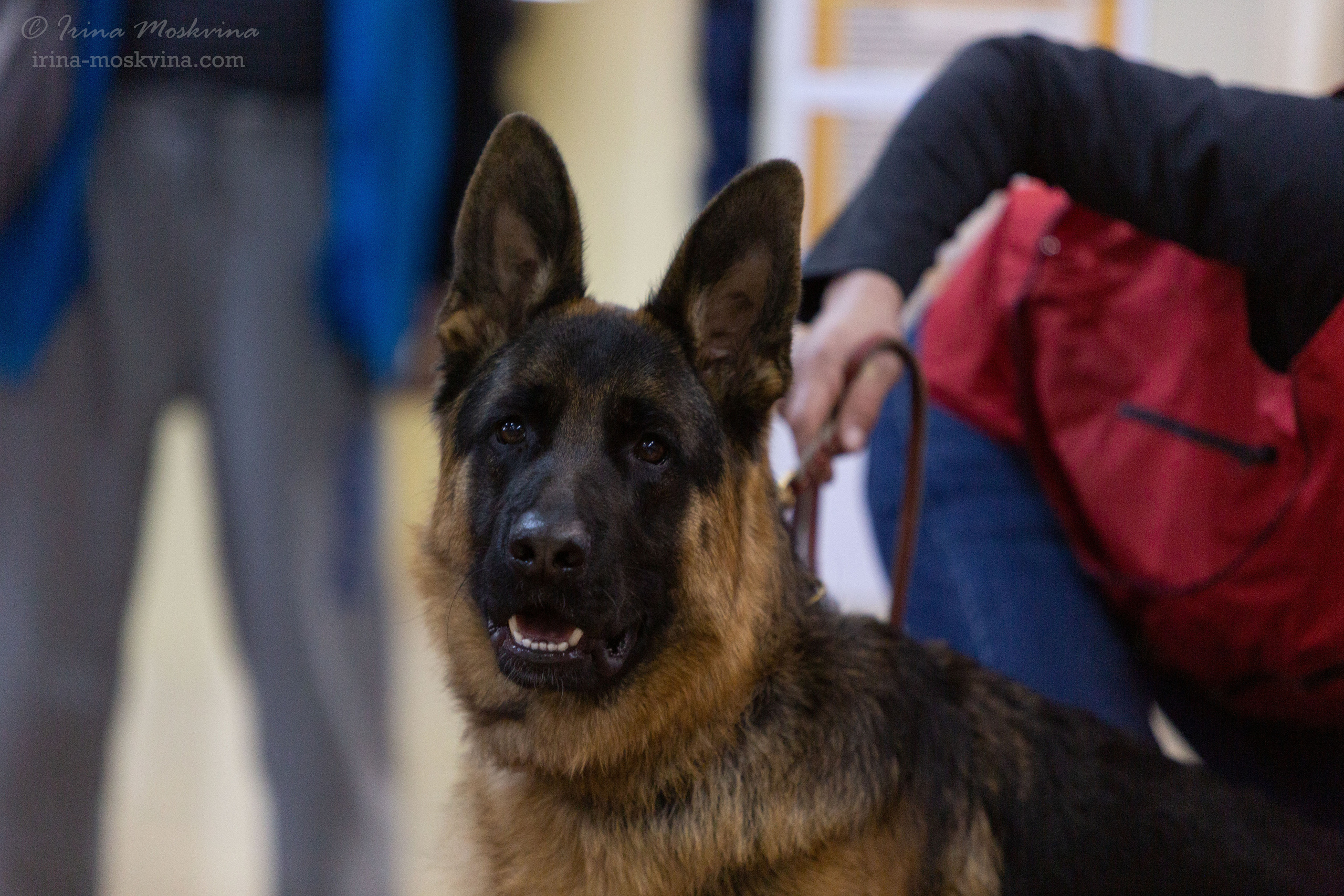 Белгород | САС | 14.11.21. Ирина Москвина | фотограф | Москва