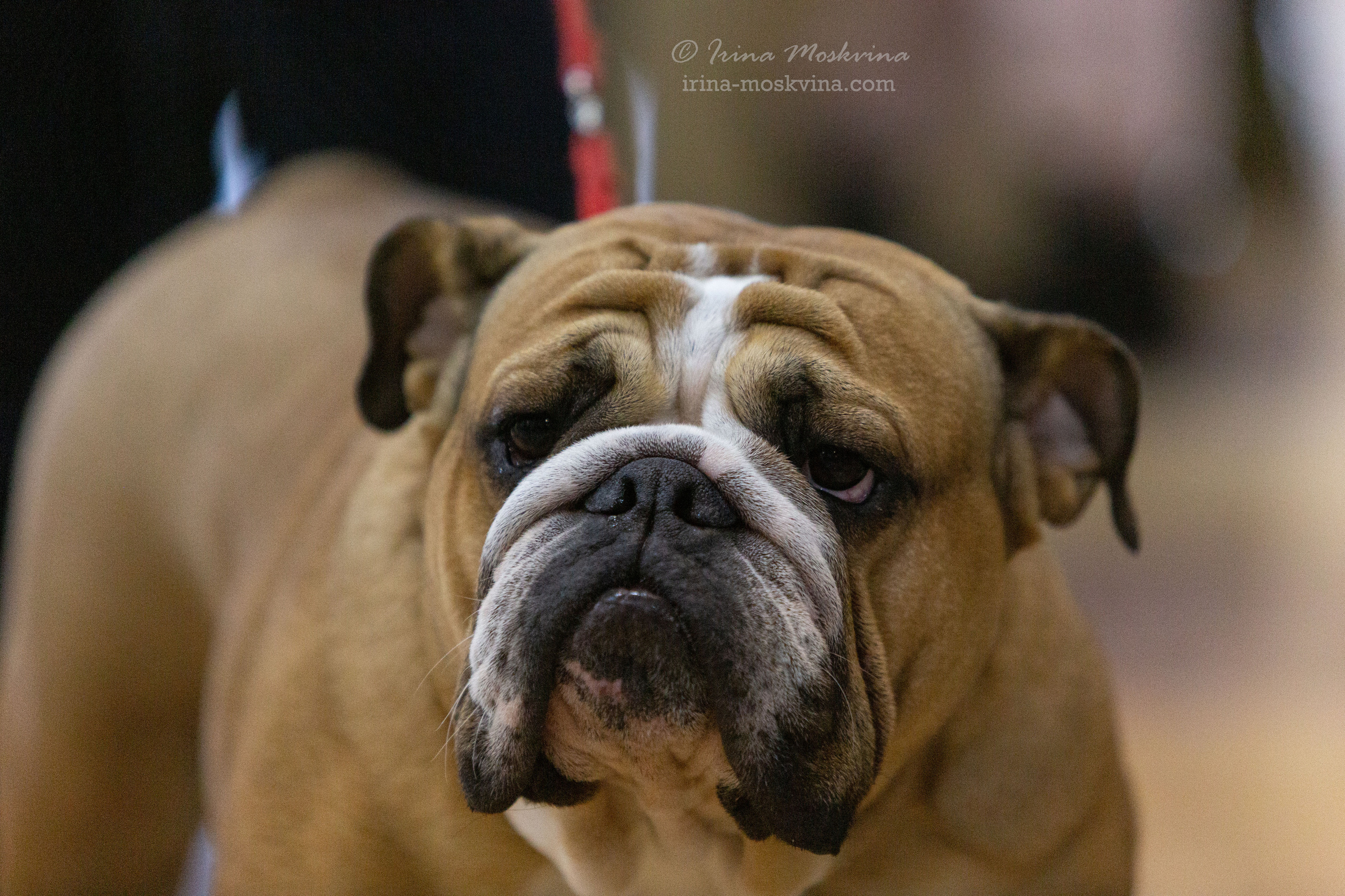 Белгород | САС | 19.03.22. Ирина Москвина | фотограф | Москва