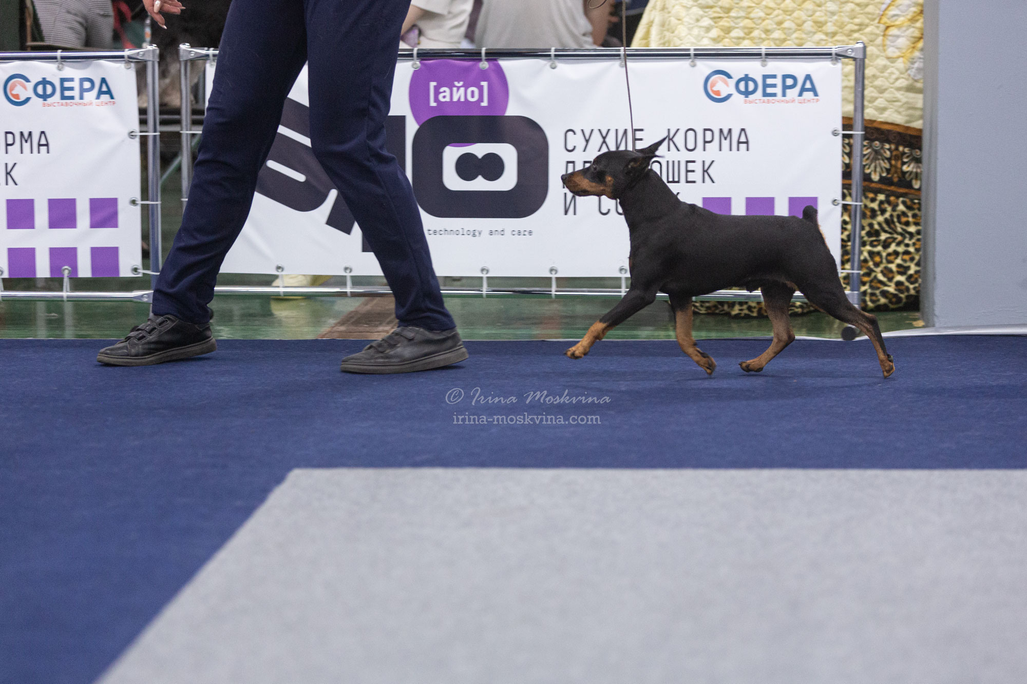 Москва, ВЦ «Сфера» | САС | 02.07.23. Ирина Москвина | фотограф | Москва