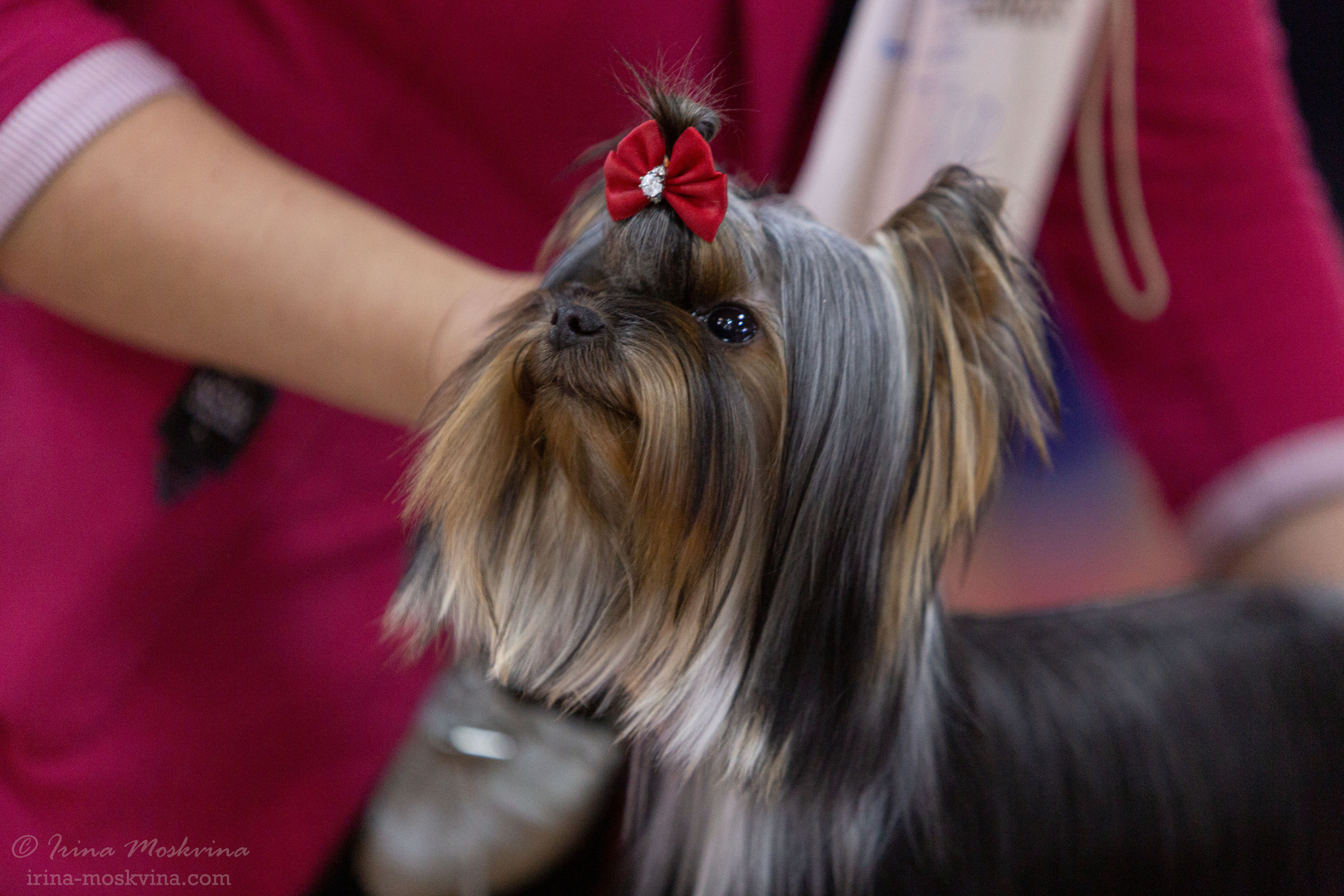 Белгород | САС | 14.11.21. Ирина Москвина | фотограф | Москва