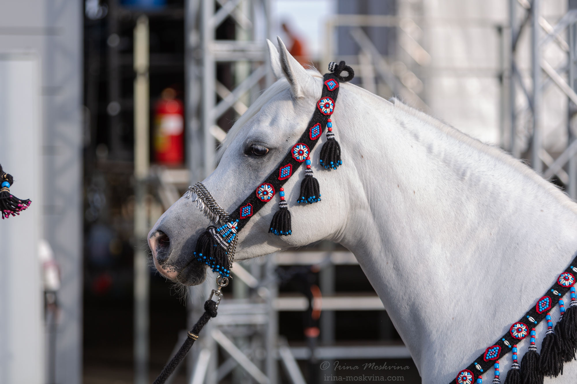 Арабская чистокровная порода