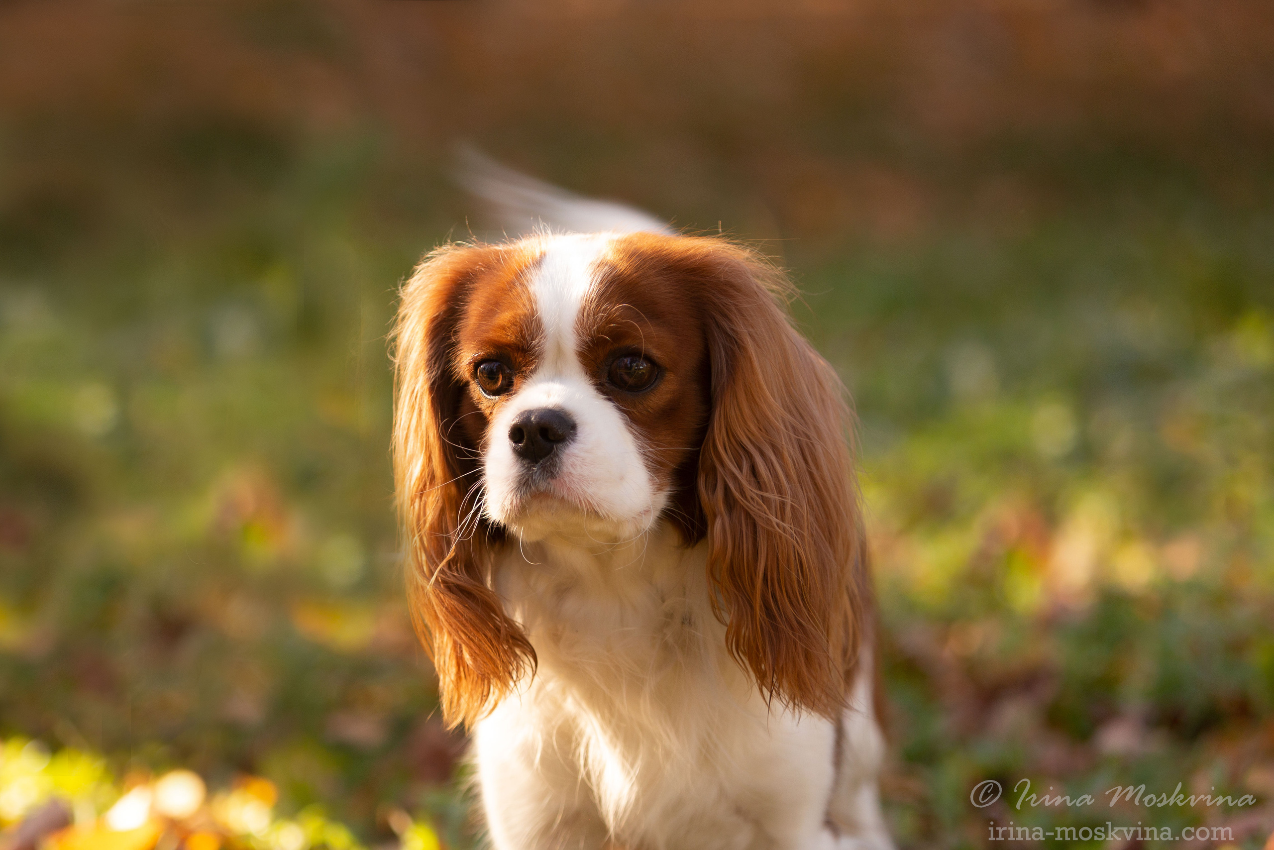 Прогулка с кавалером Да Винчи | Белгород | октябрь 2021. Ирина Москвина | фотограф | Москва