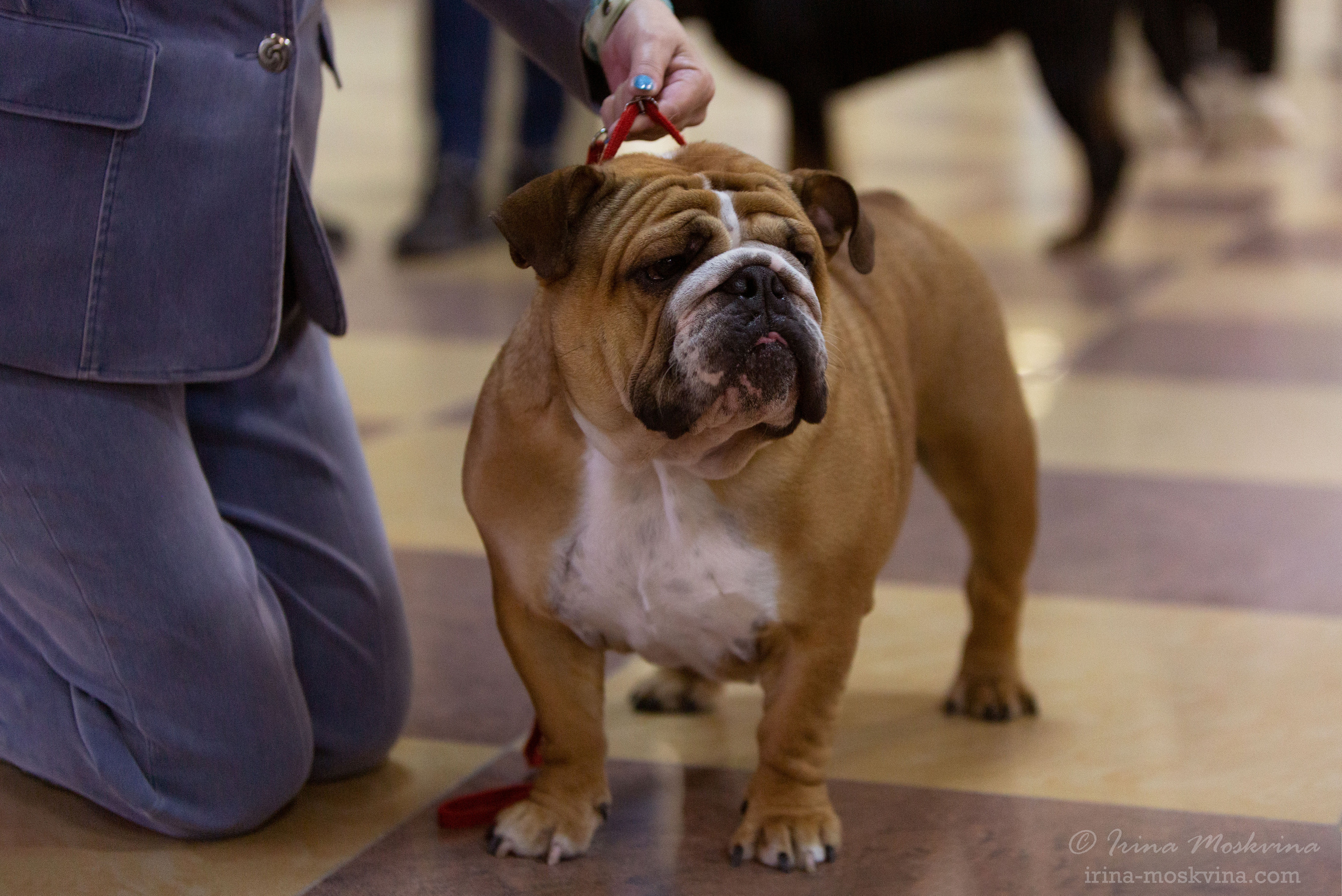 Белгород | САС | 14.11.21. Ирина Москвина | фотограф | Москва