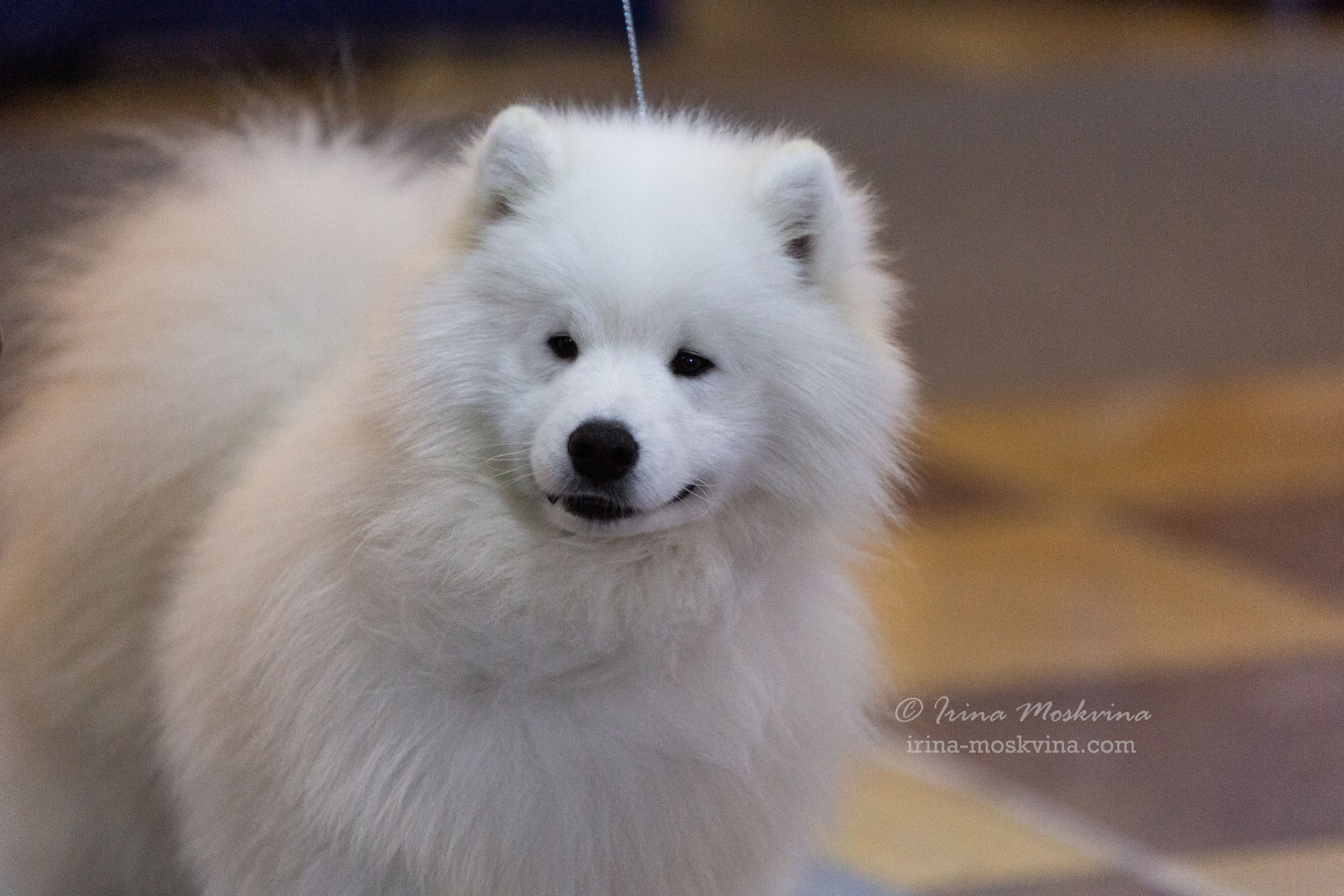 Белгород | САС | 19.03.22. Ирина Москвина | фотограф | Москва