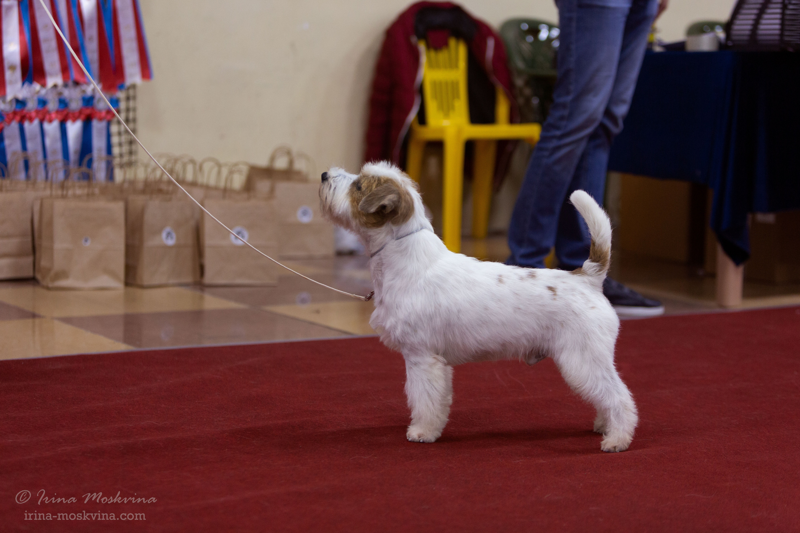 Белгород | САС | 14.11.21. Ирина Москвина | фотограф | Москва