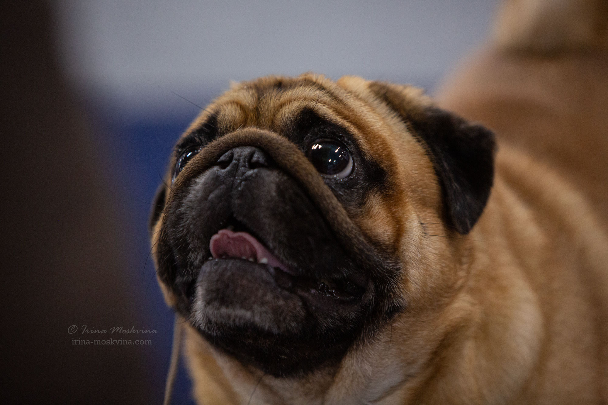 Москва, ВЦ «Сфера» | САС | 22.07.23. Ирина Москвина | фотограф | Москва