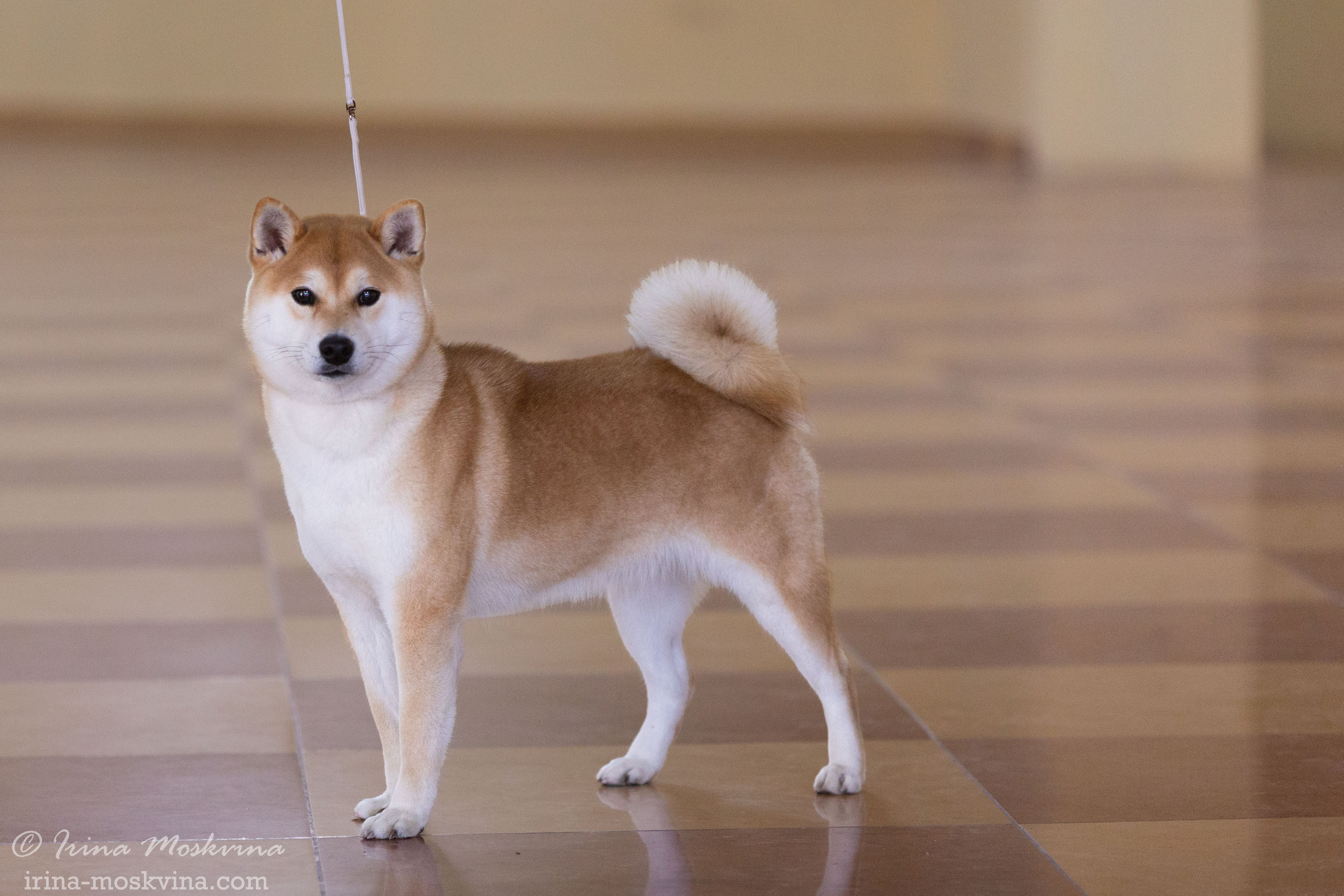 Белгород | САС | 14.11.21. Ирина Москвина | фотограф | Москва