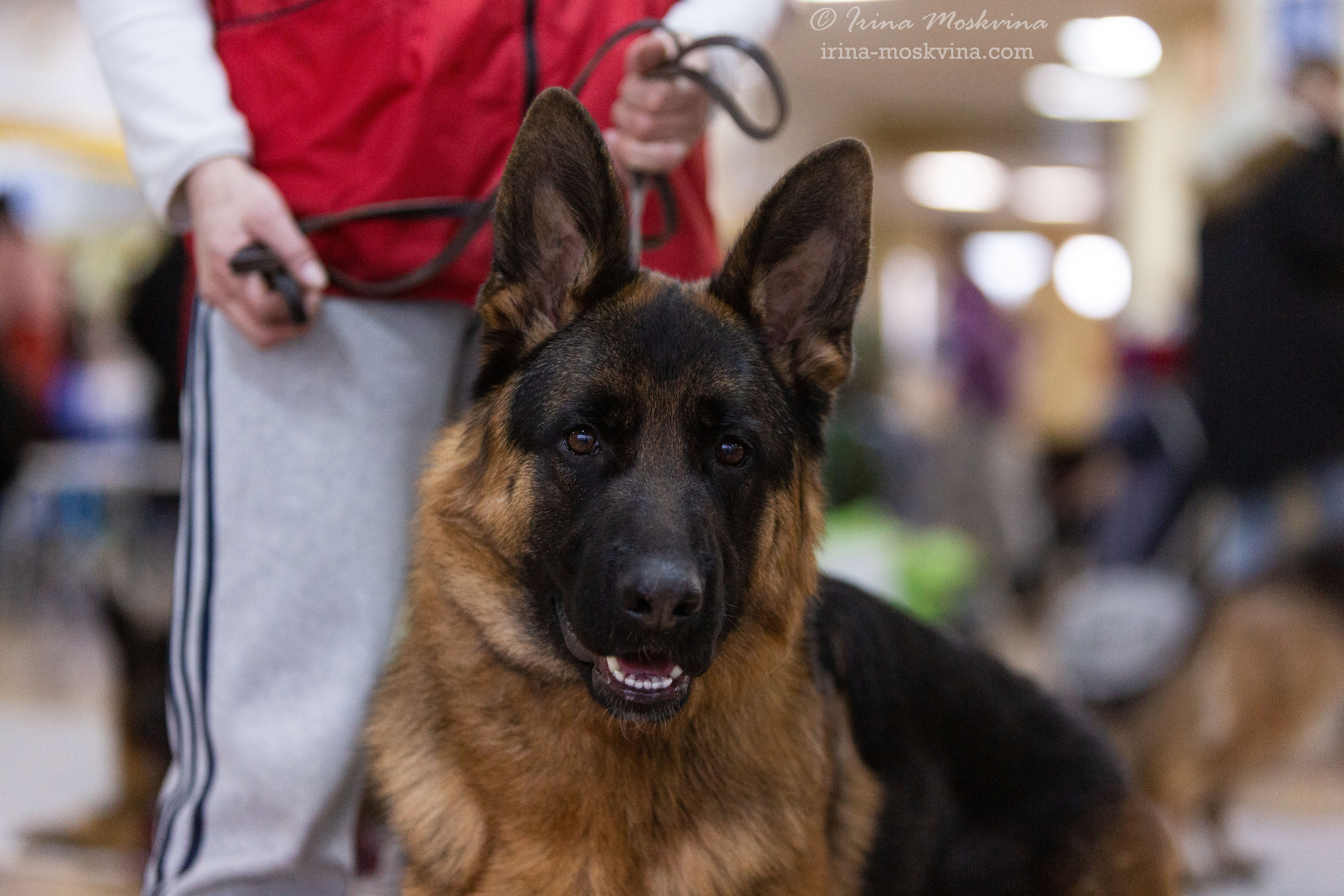 Белгород | САС | 25.12.21. Ирина Москвина | фотограф | Москва