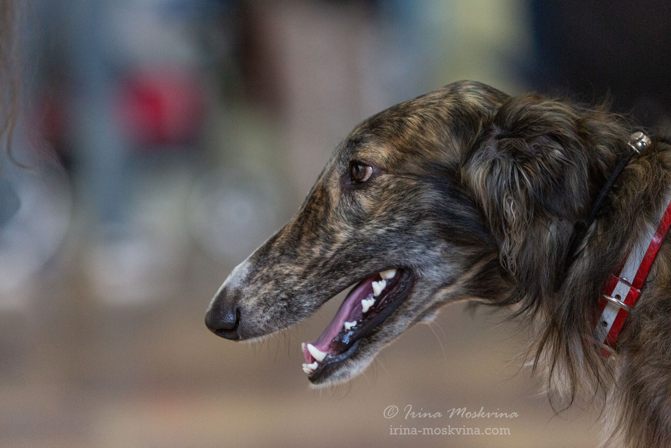 Белгород | САС | 19.03.22. Ирина Москвина | фотограф | Москва