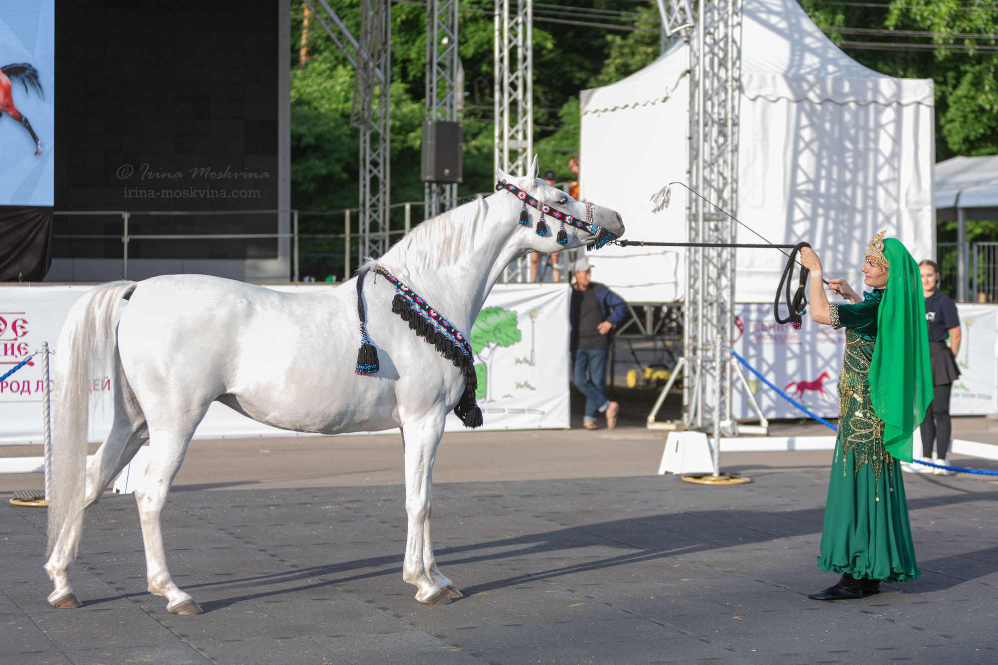 Арабская чистокровная порода