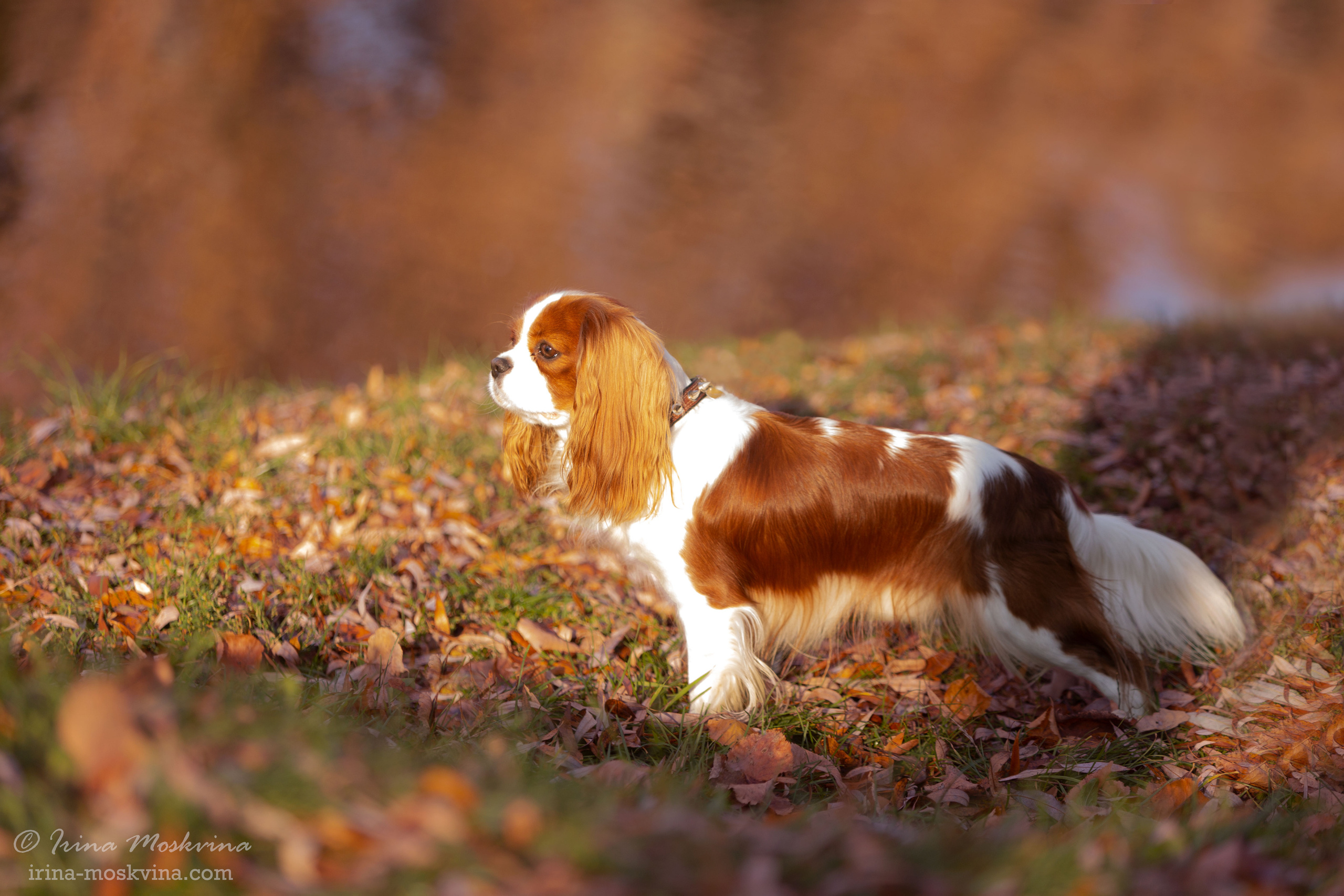 Прогулка с кавалером Да Винчи | Белгород | октябрь 2021. Ирина Москвина | фотограф | Москва