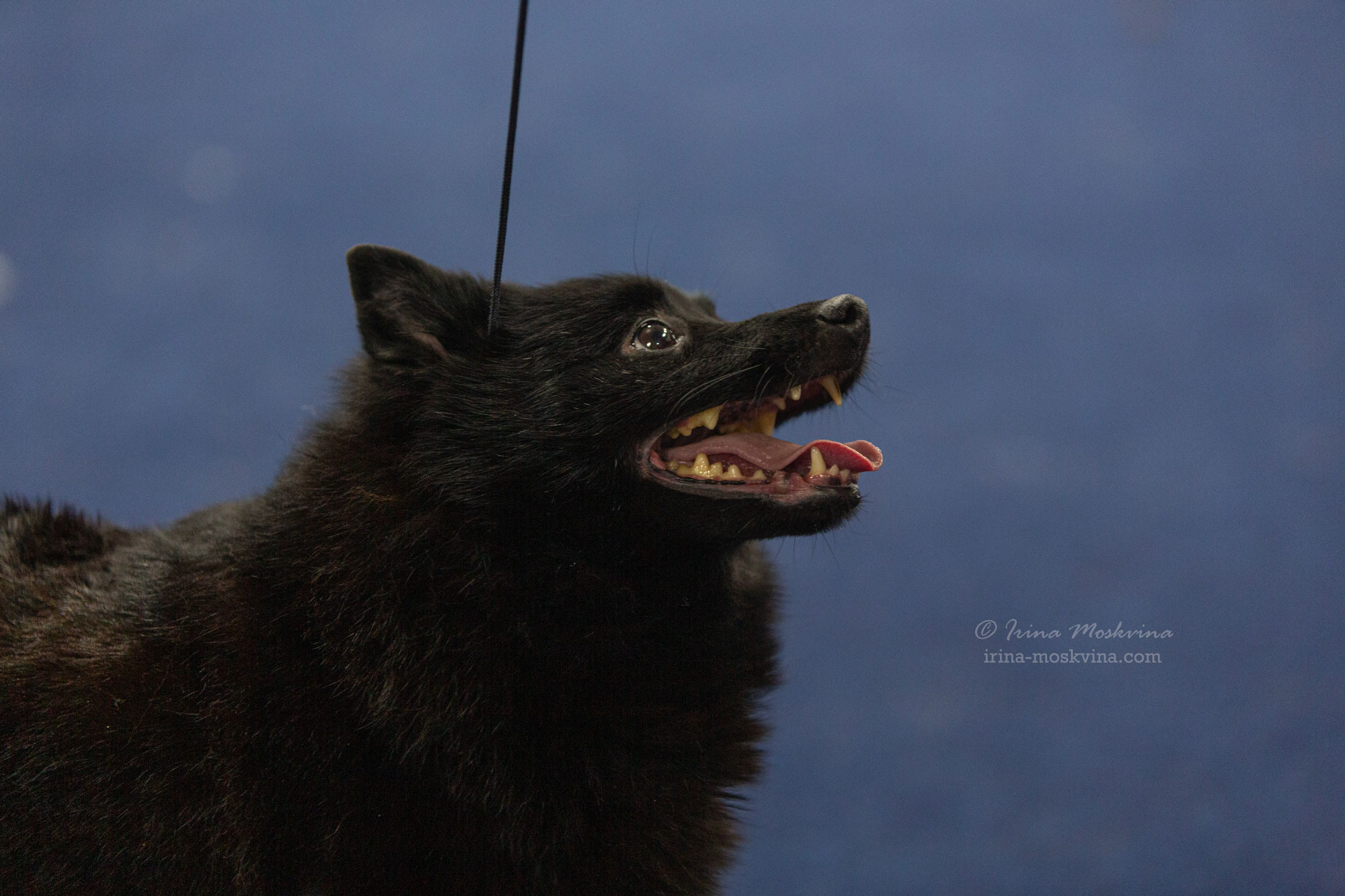 Москва, ВЦ «Сфера» | САС | 01.07.23. Ирина Москвина | фотограф | Москва