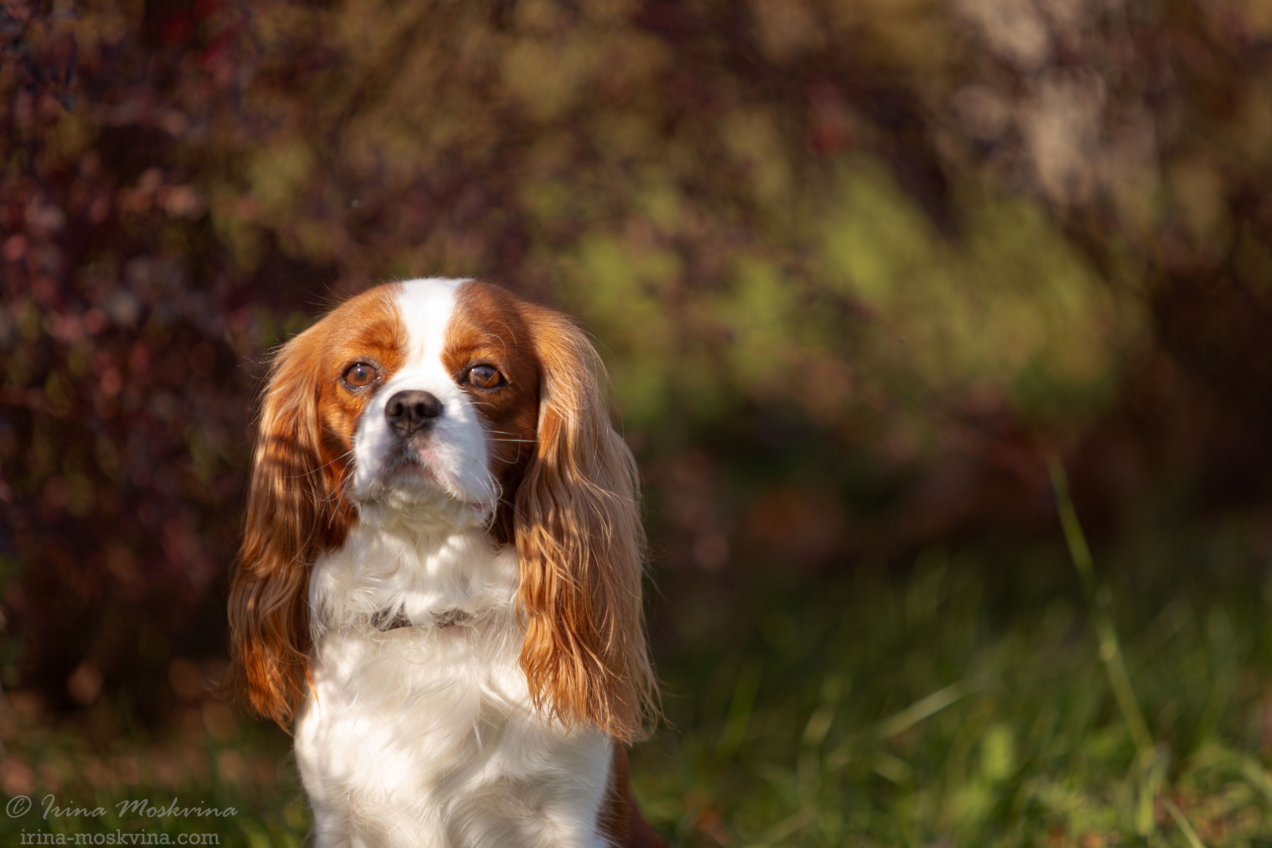 Прогулка с кавалером Да Винчи | Белгород | октябрь 2021. Ирина Москвина | фотограф | Москва