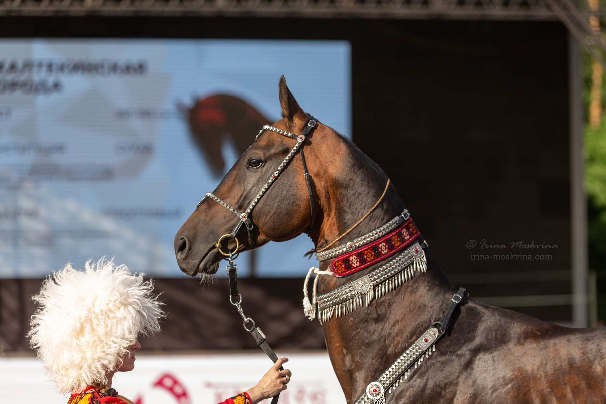 Ахалтекинская чистокровная порода