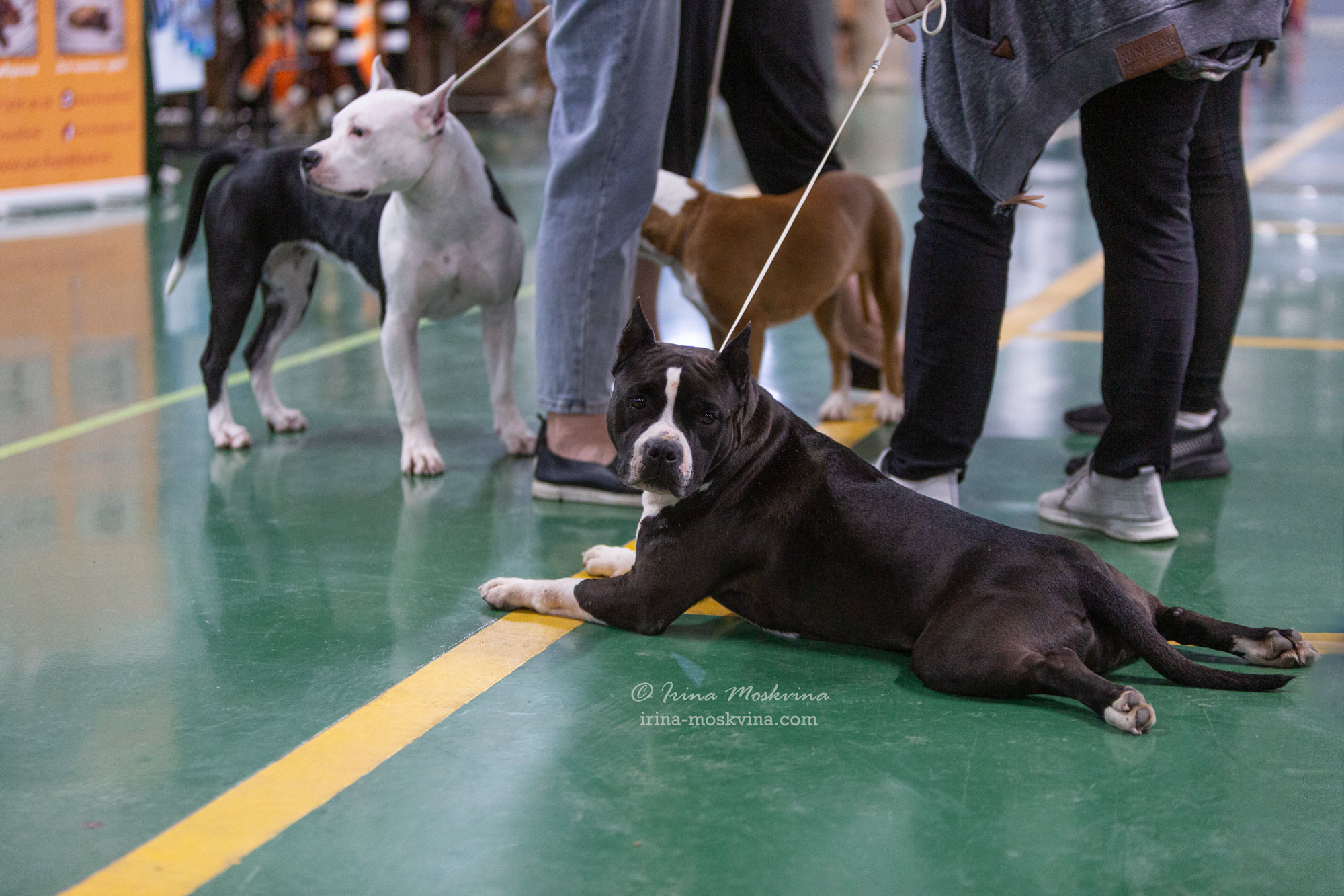 Москва, ВЦ «Сфера» | САС | 01.07.23. Ирина Москвина | фотограф | Москва